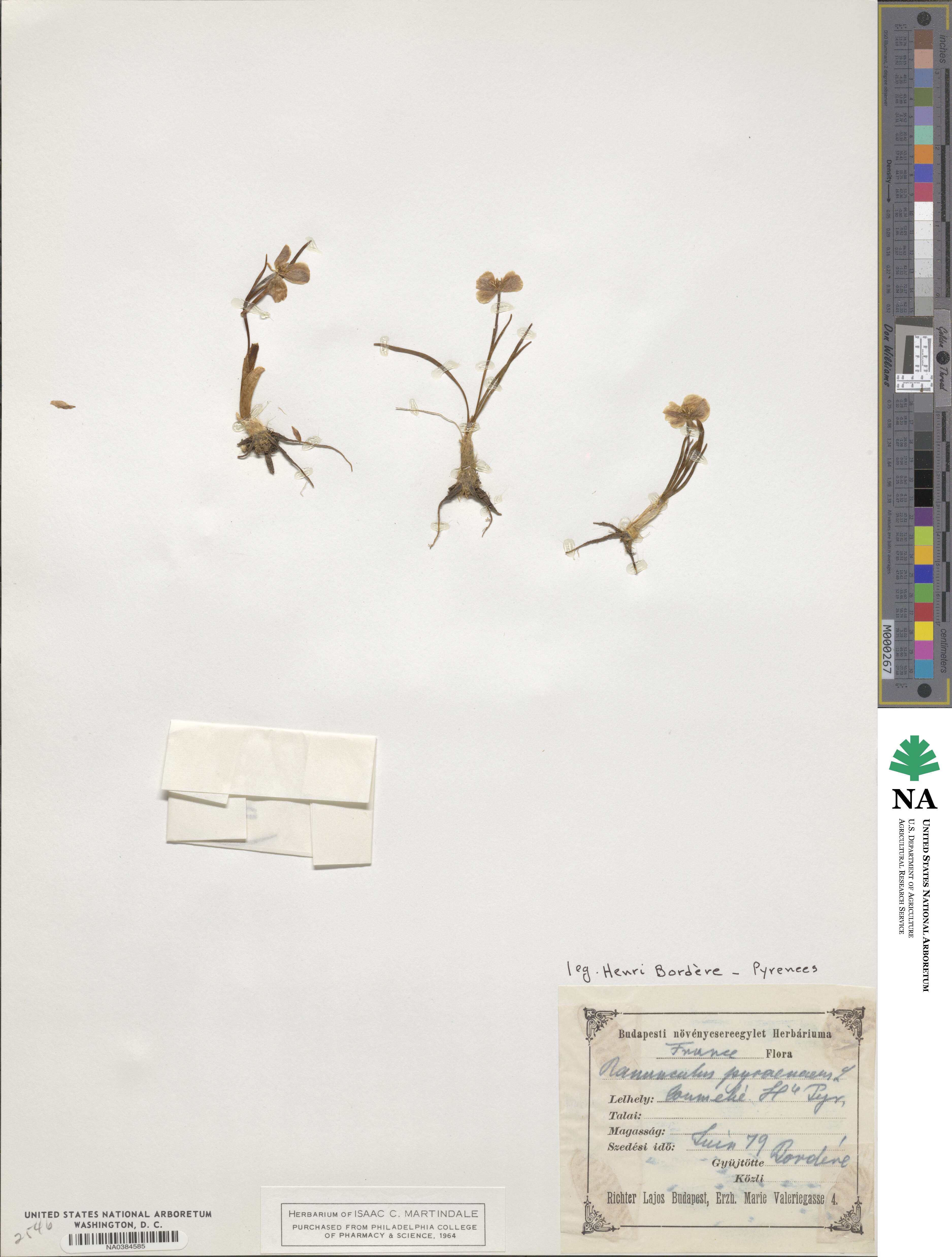 Ranunculus pyrenaeus image