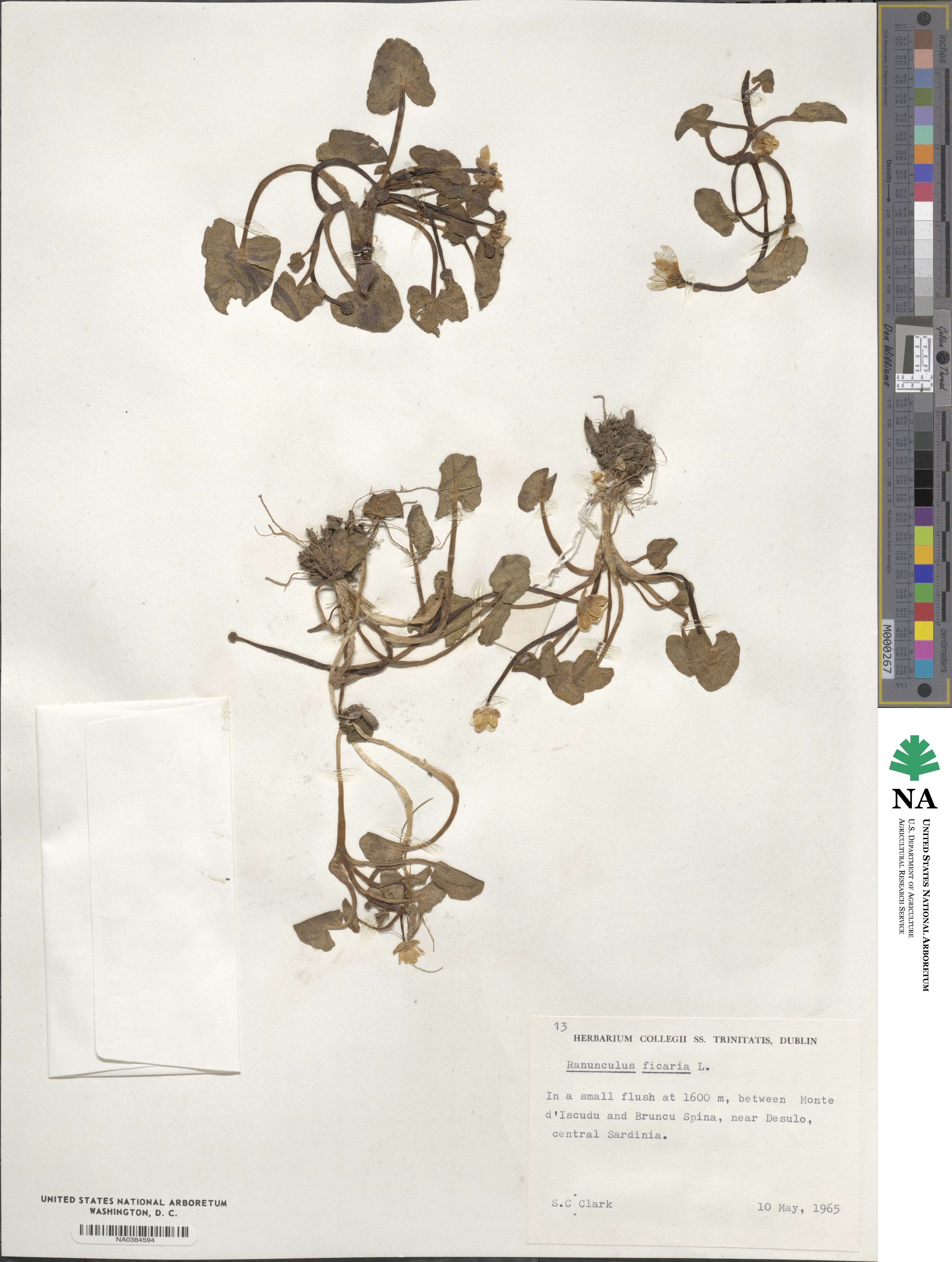 Ficaria verna subsp. verna image