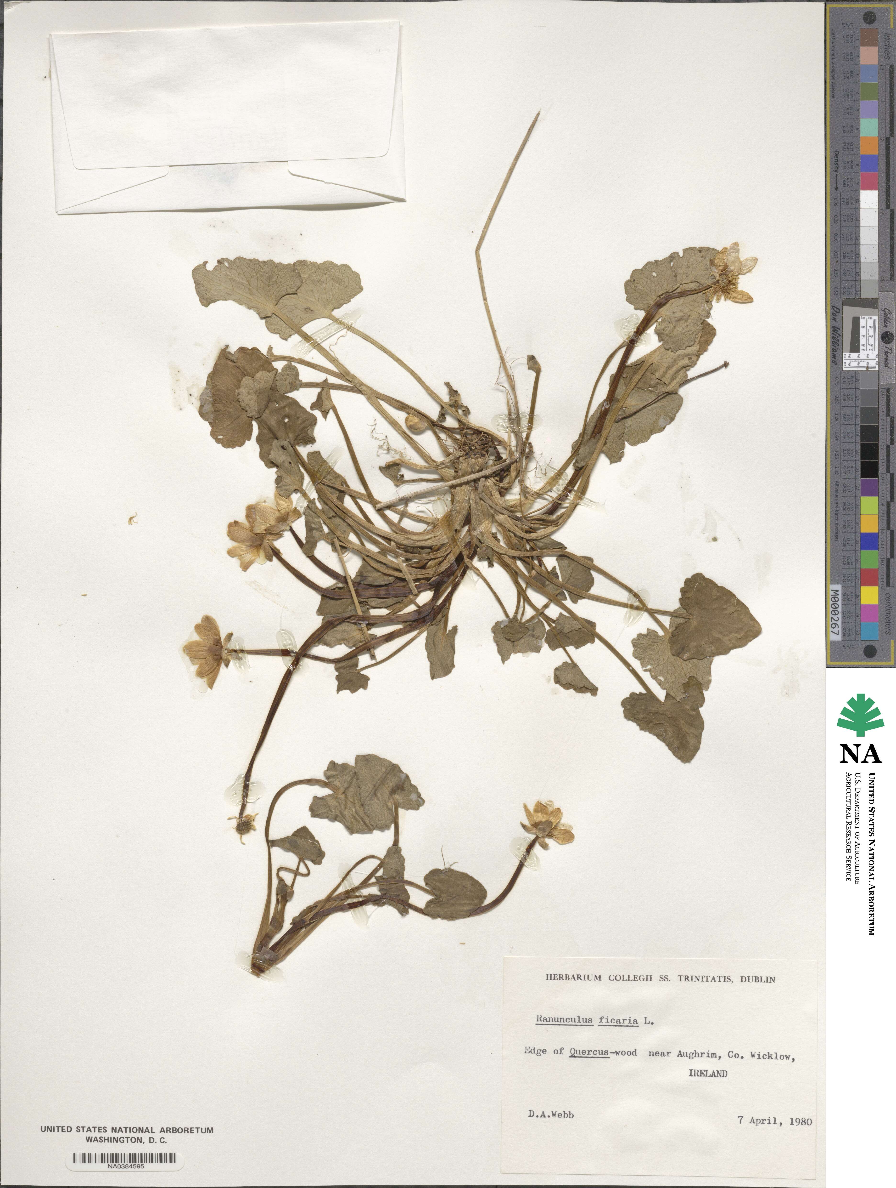 Ficaria verna image