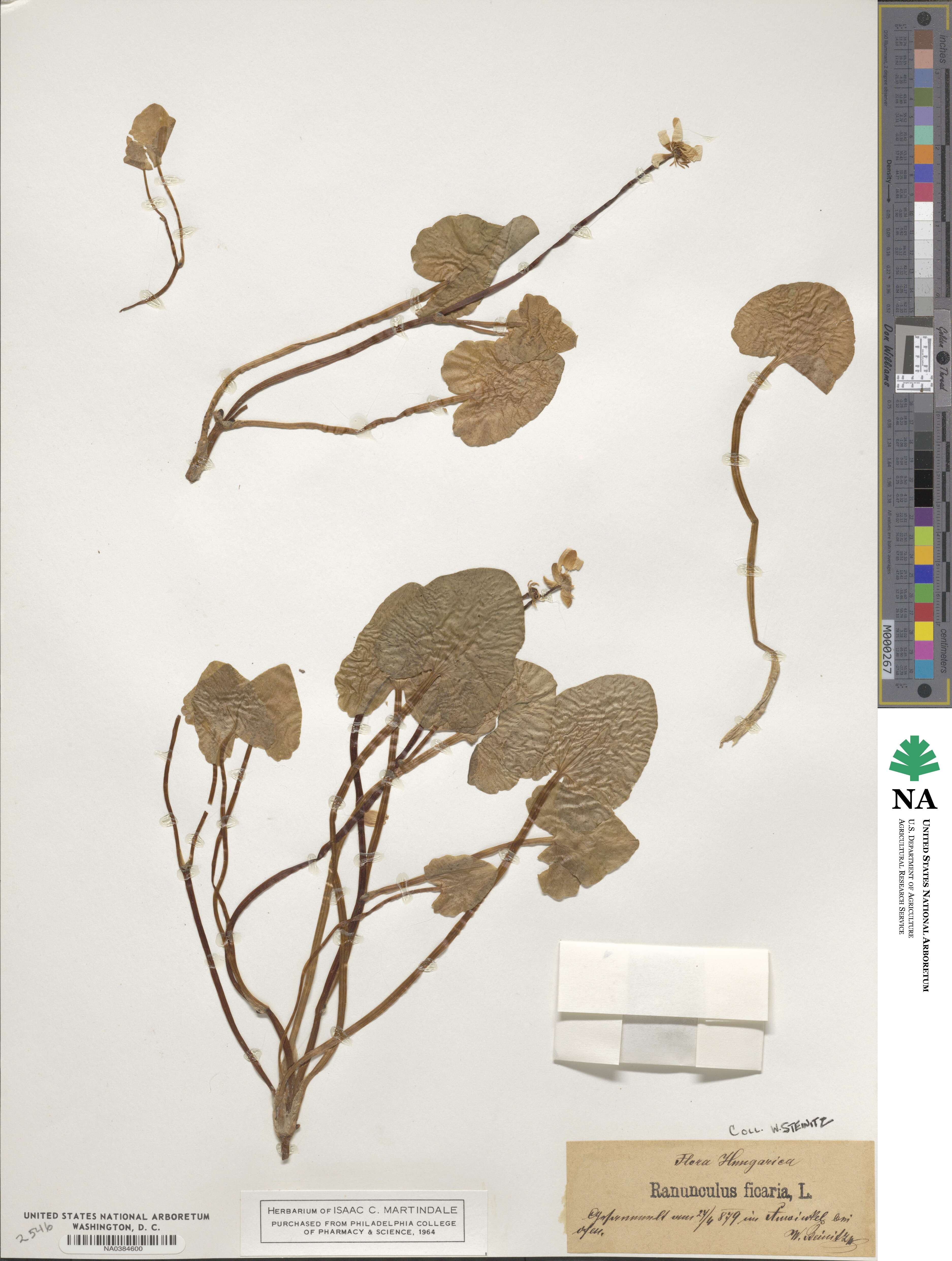 Ficaria verna image