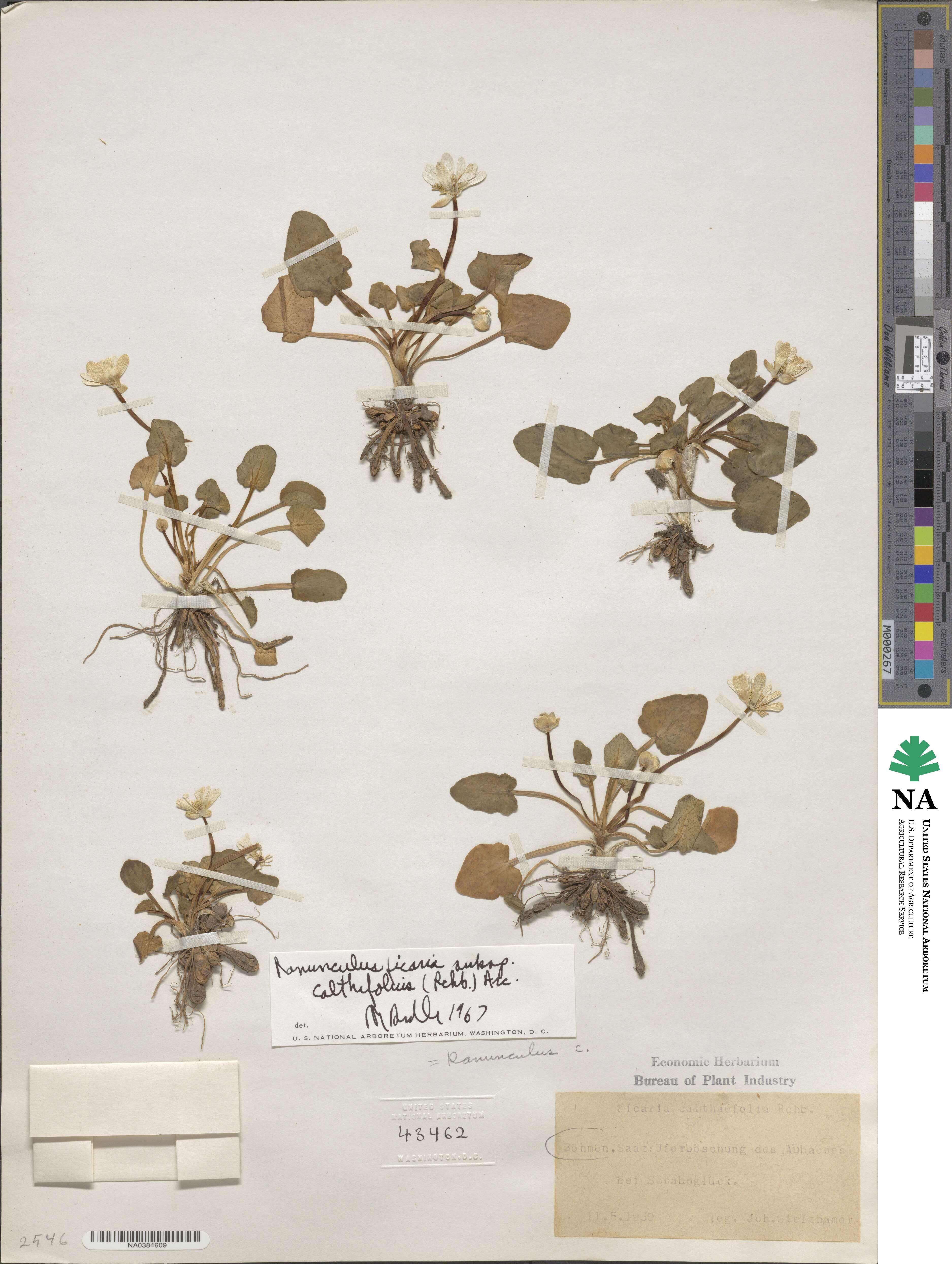 Ficaria calthifolia image