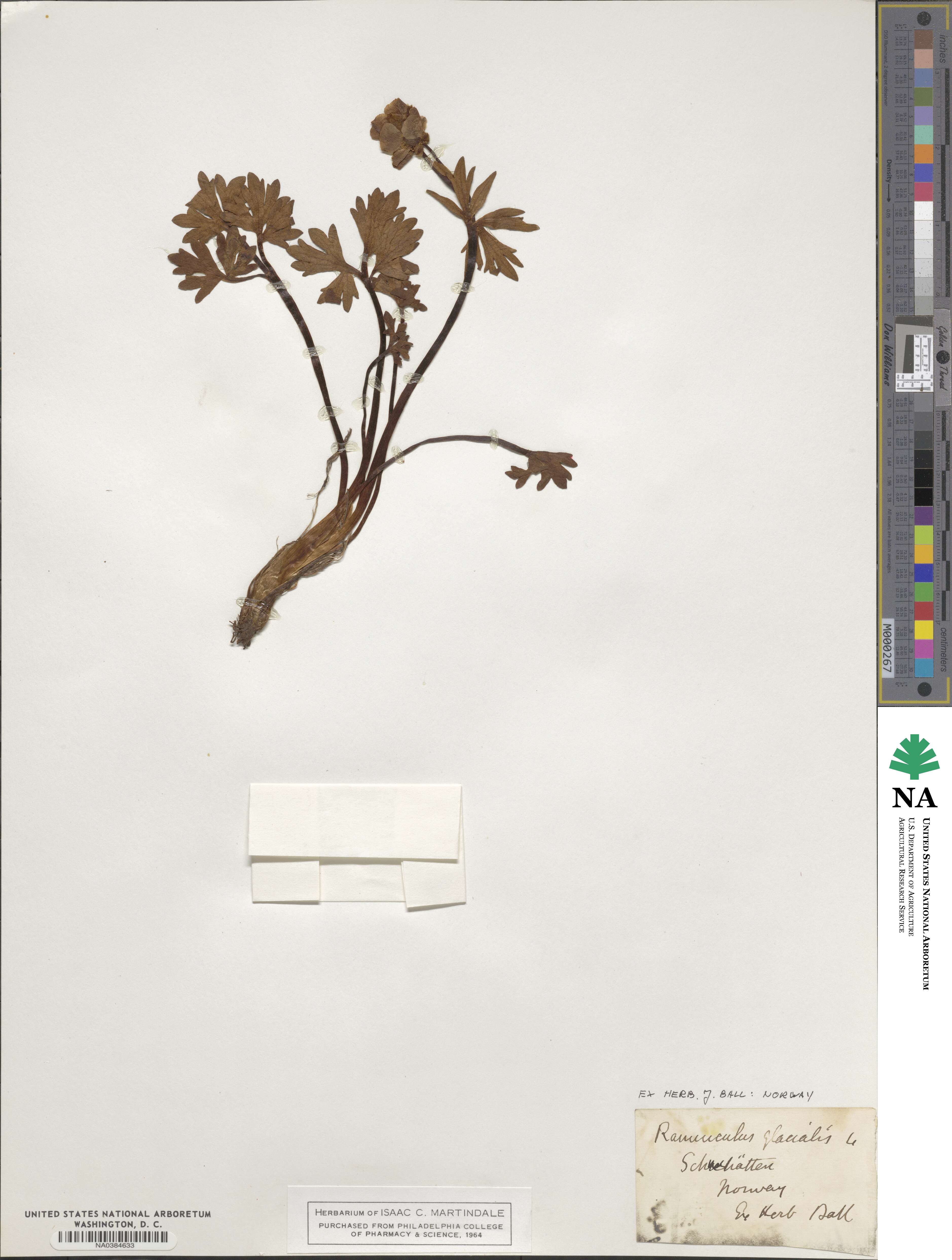 Ranunculus glacialis image