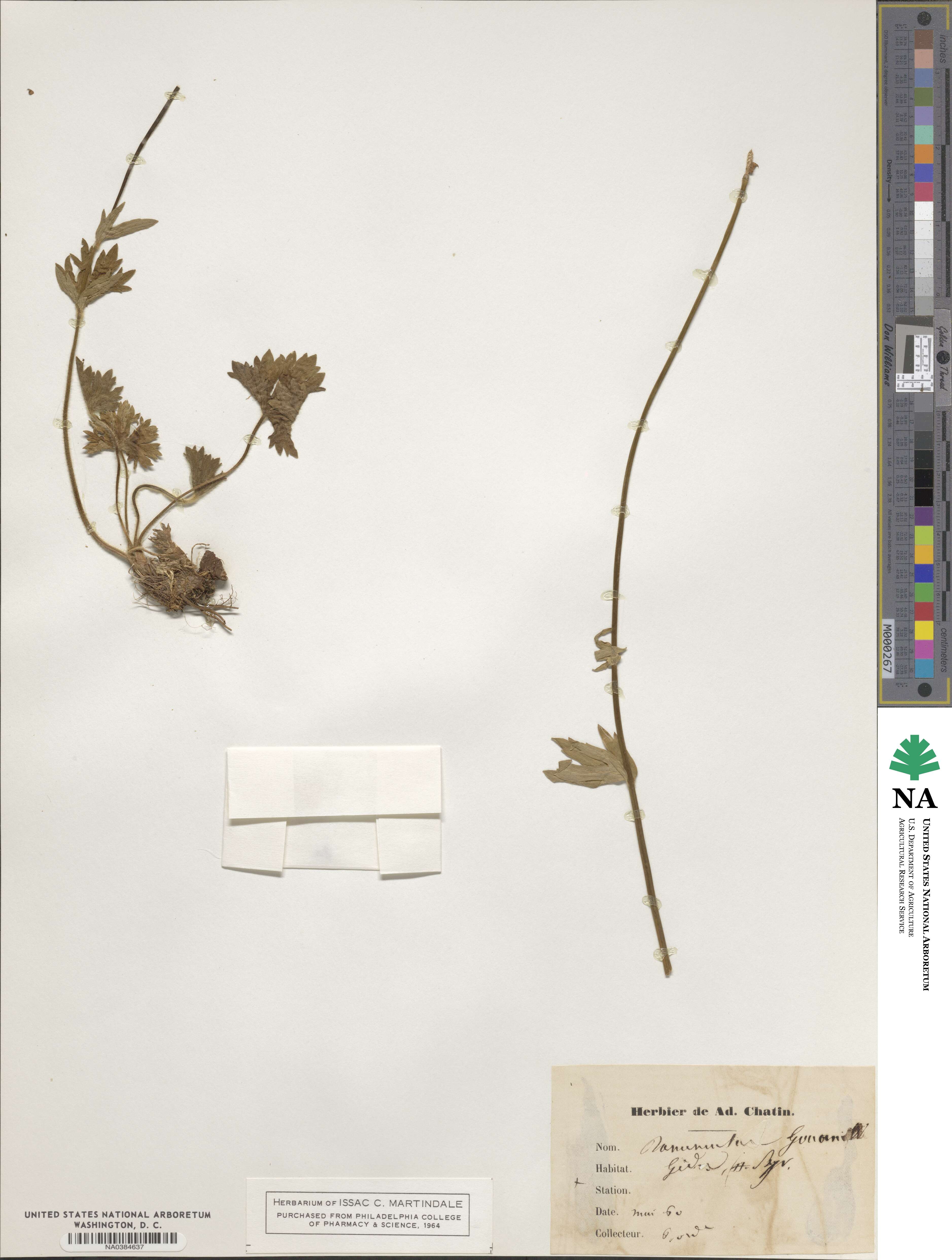 Ranunculus montanus image