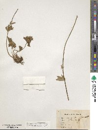 Ranunculus montanus image