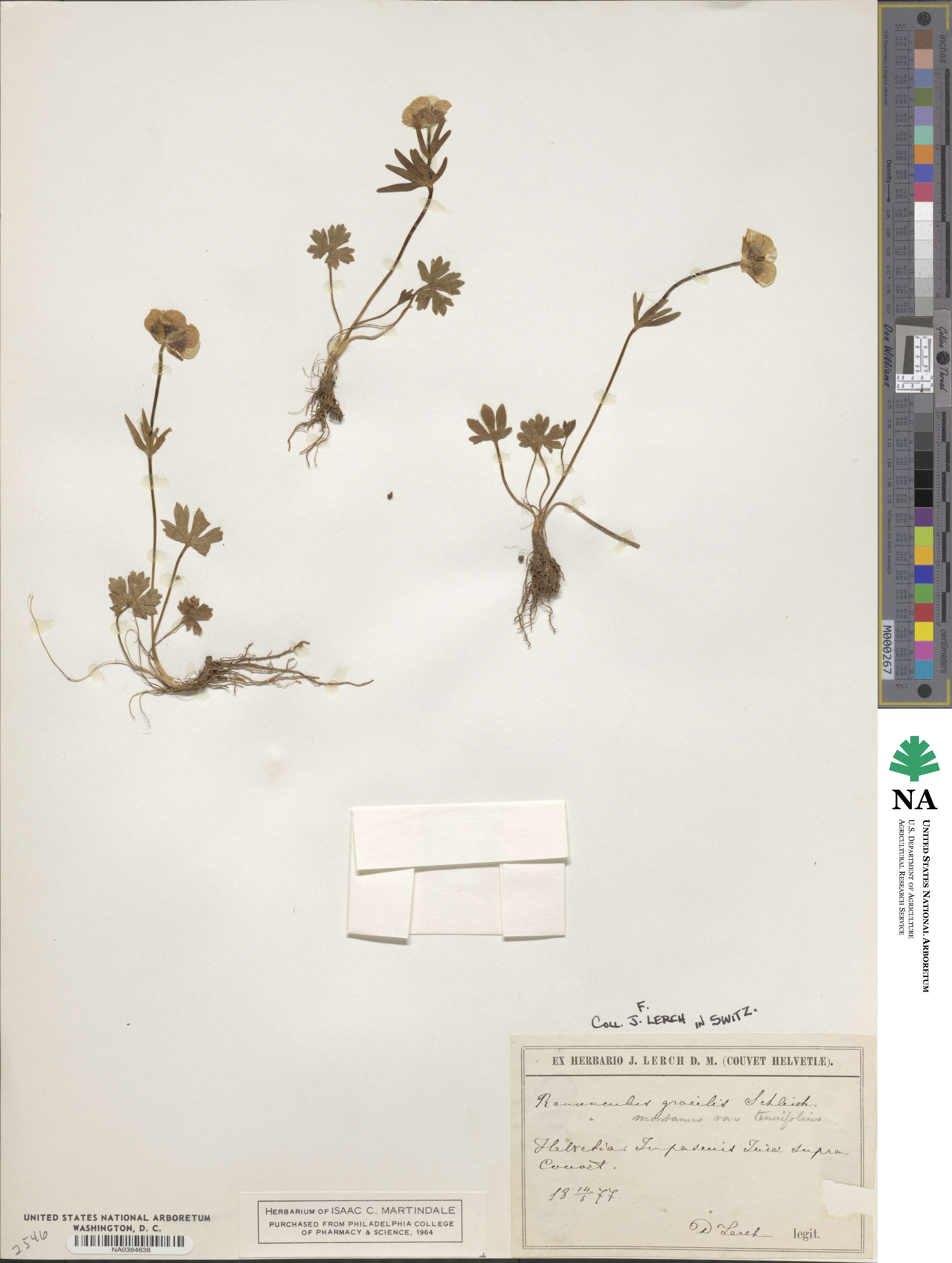 Ranunculus gracilis image