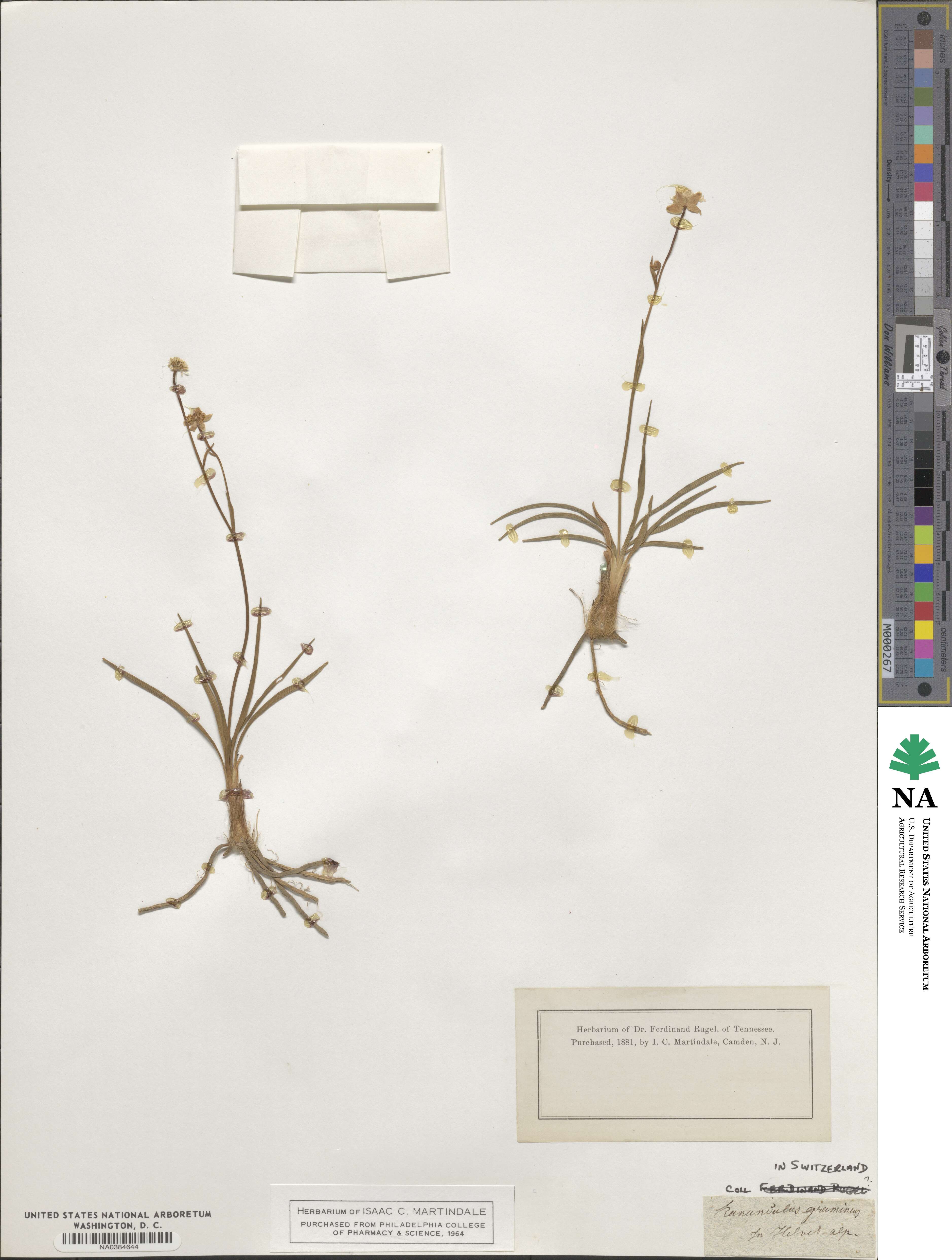 Ranunculus gramineus image