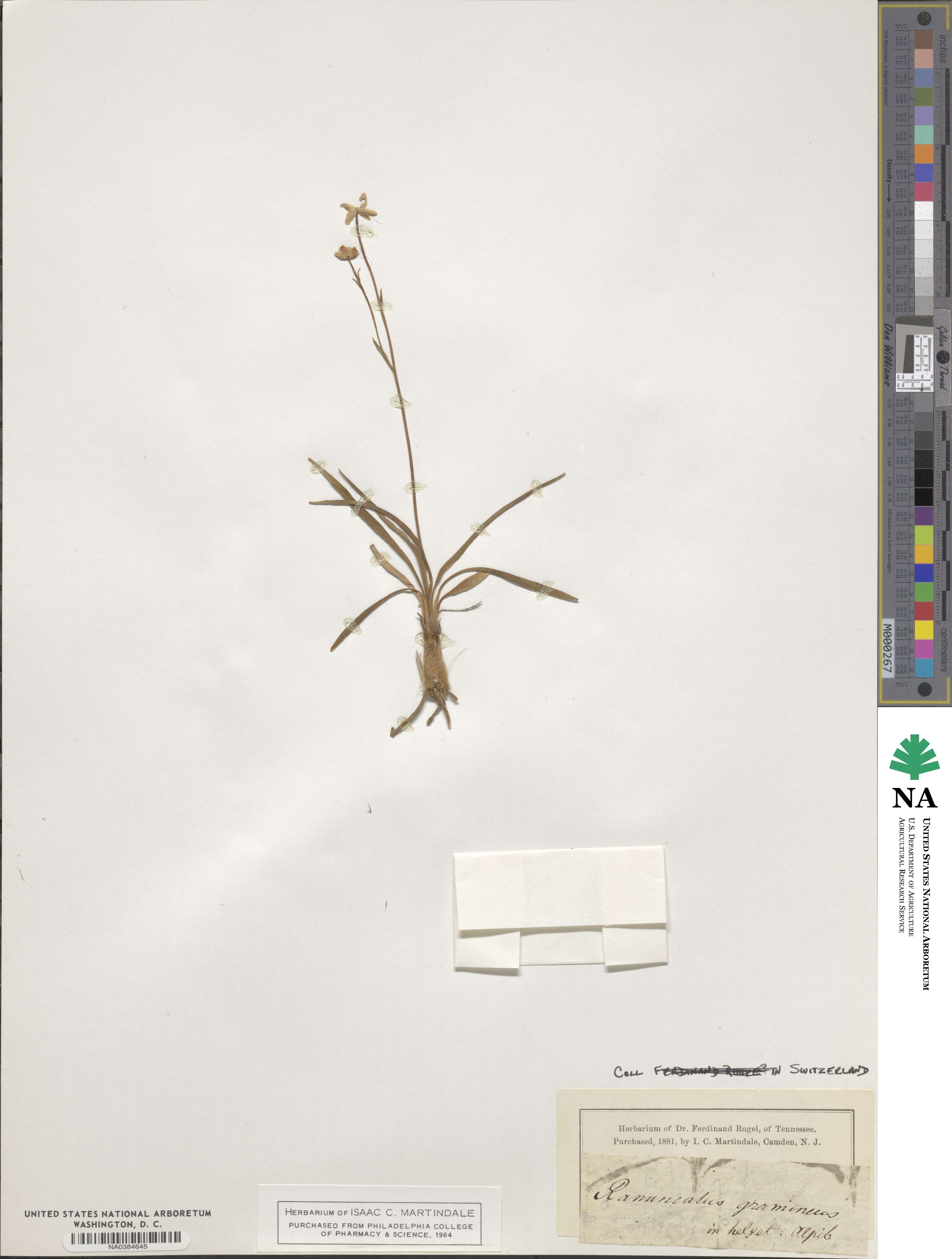 Ranunculus gramineus image