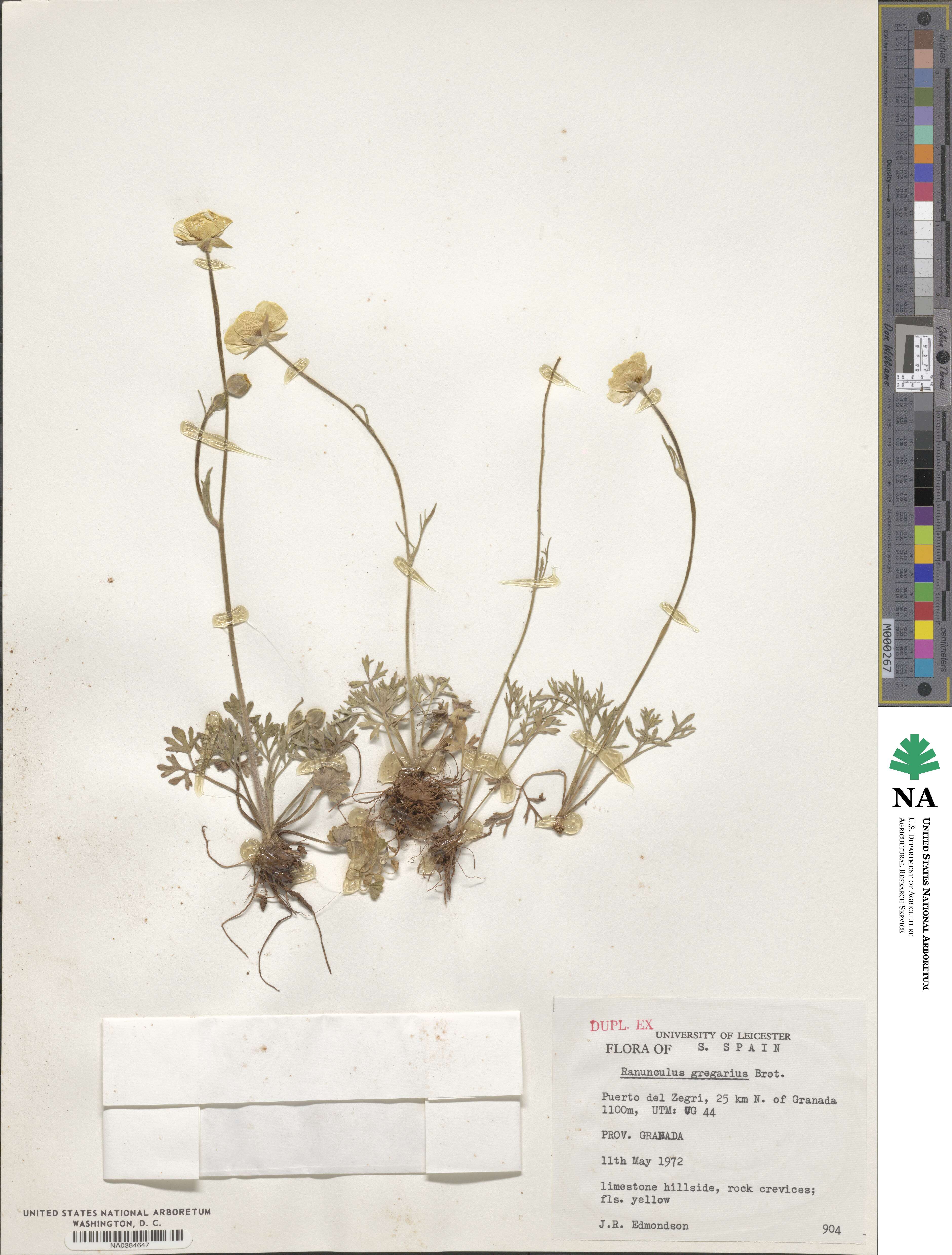Ranunculus gregarius image