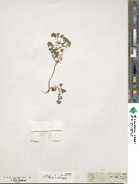 Ranunculus hederaceus image