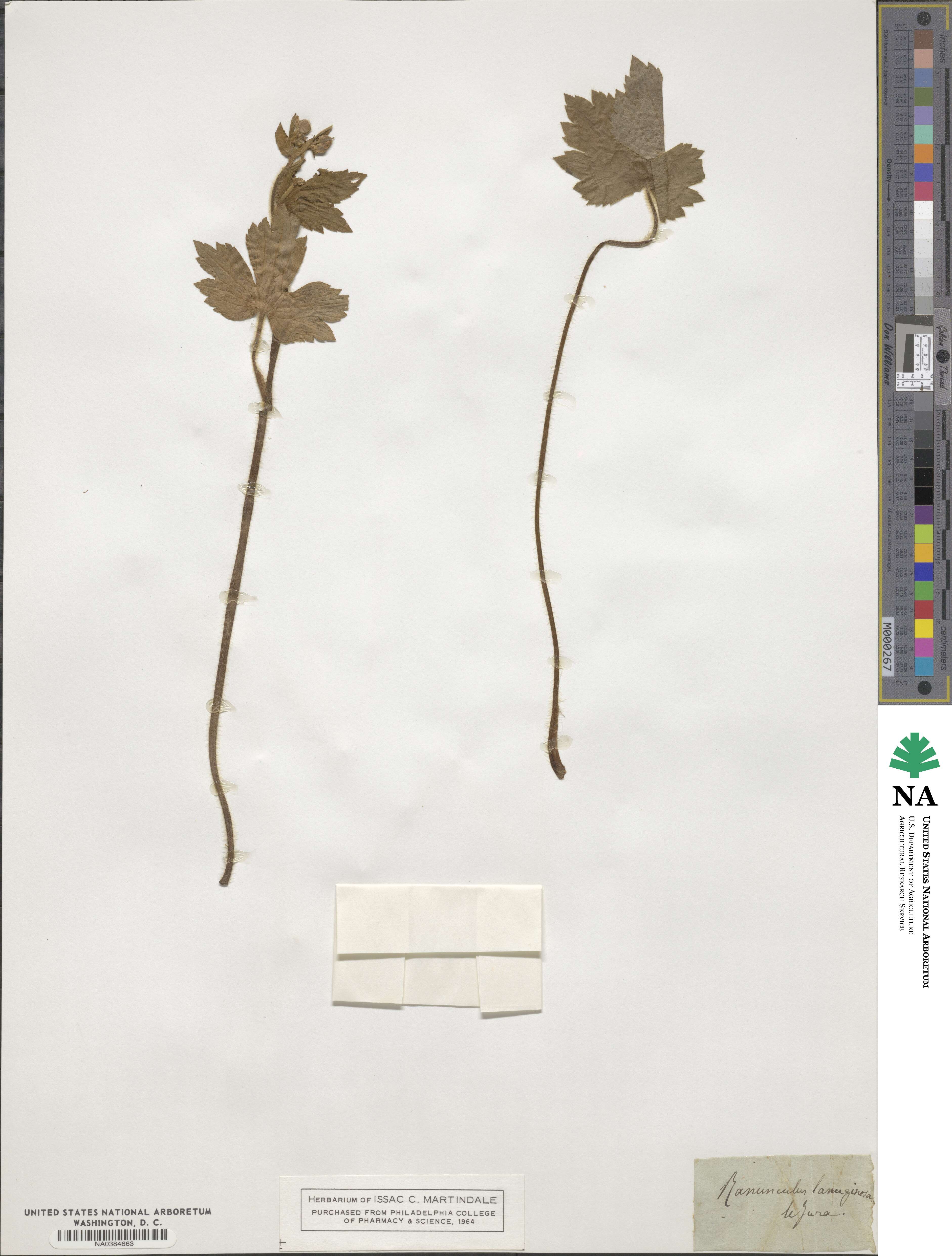 Ranunculus lanuginosus image