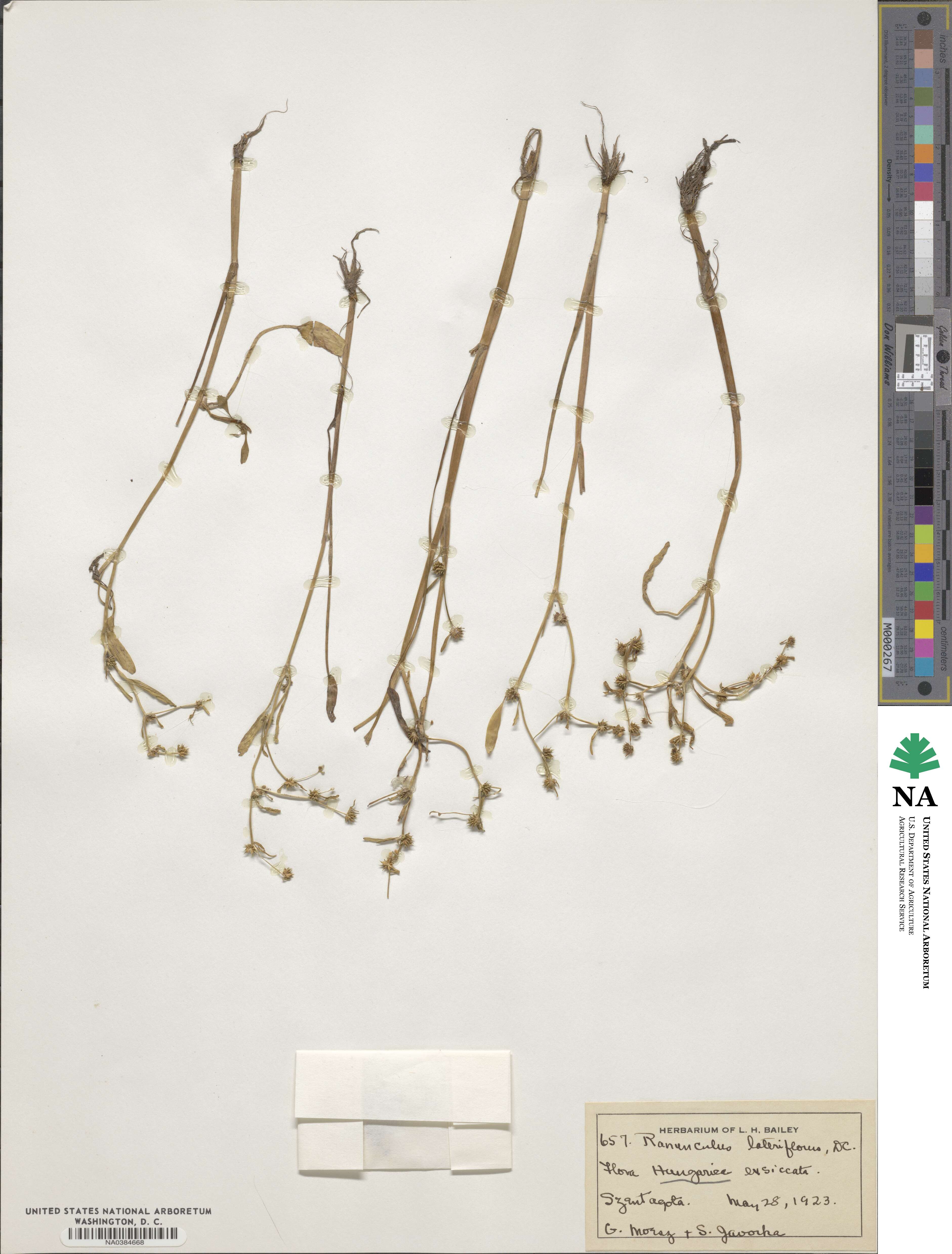 Ranunculus lateriflorus image