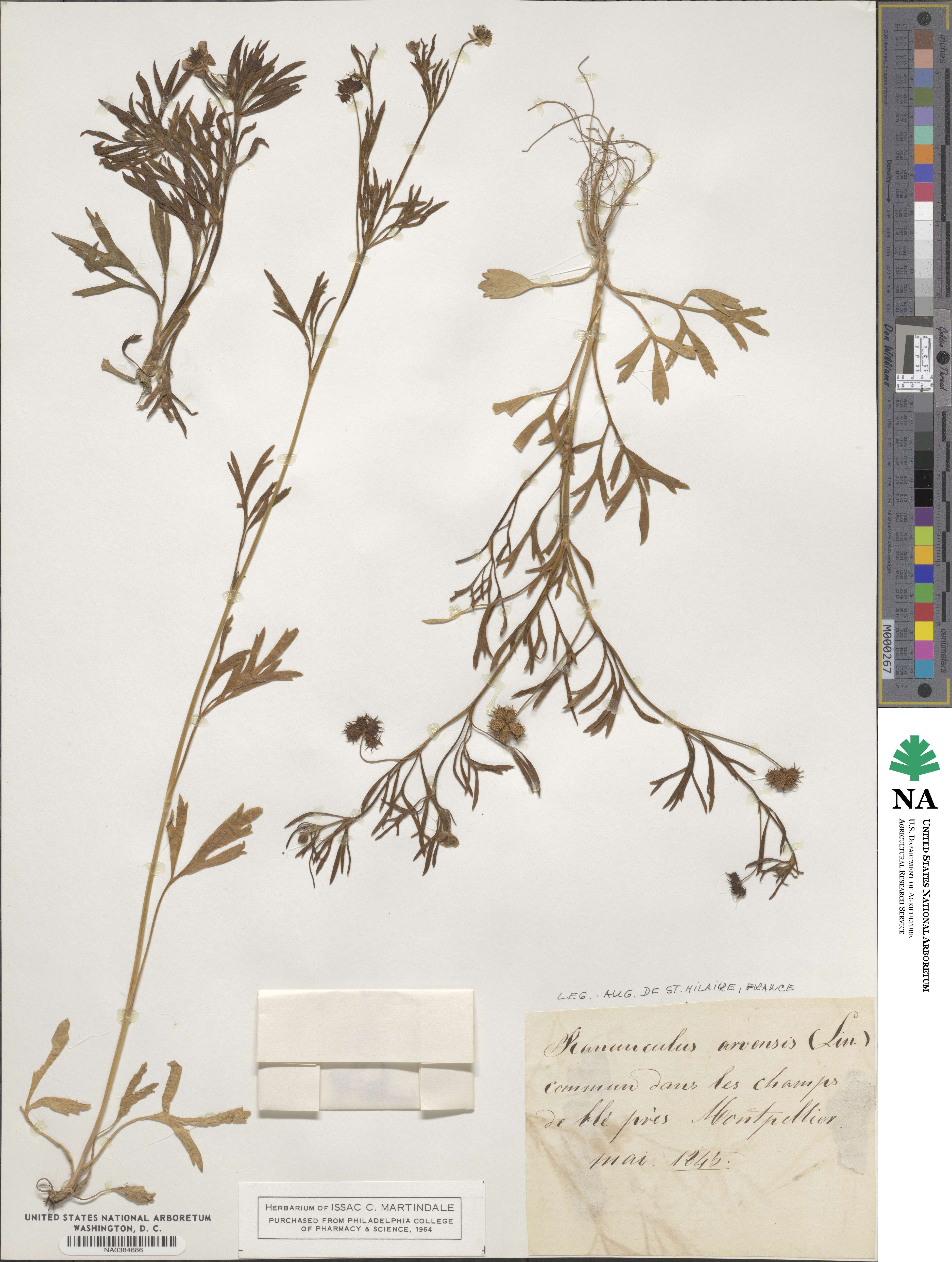 Ranunculus arvensis image