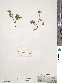 Ranunculus auricomus image