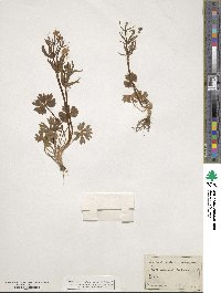 Ranunculus auricomus image