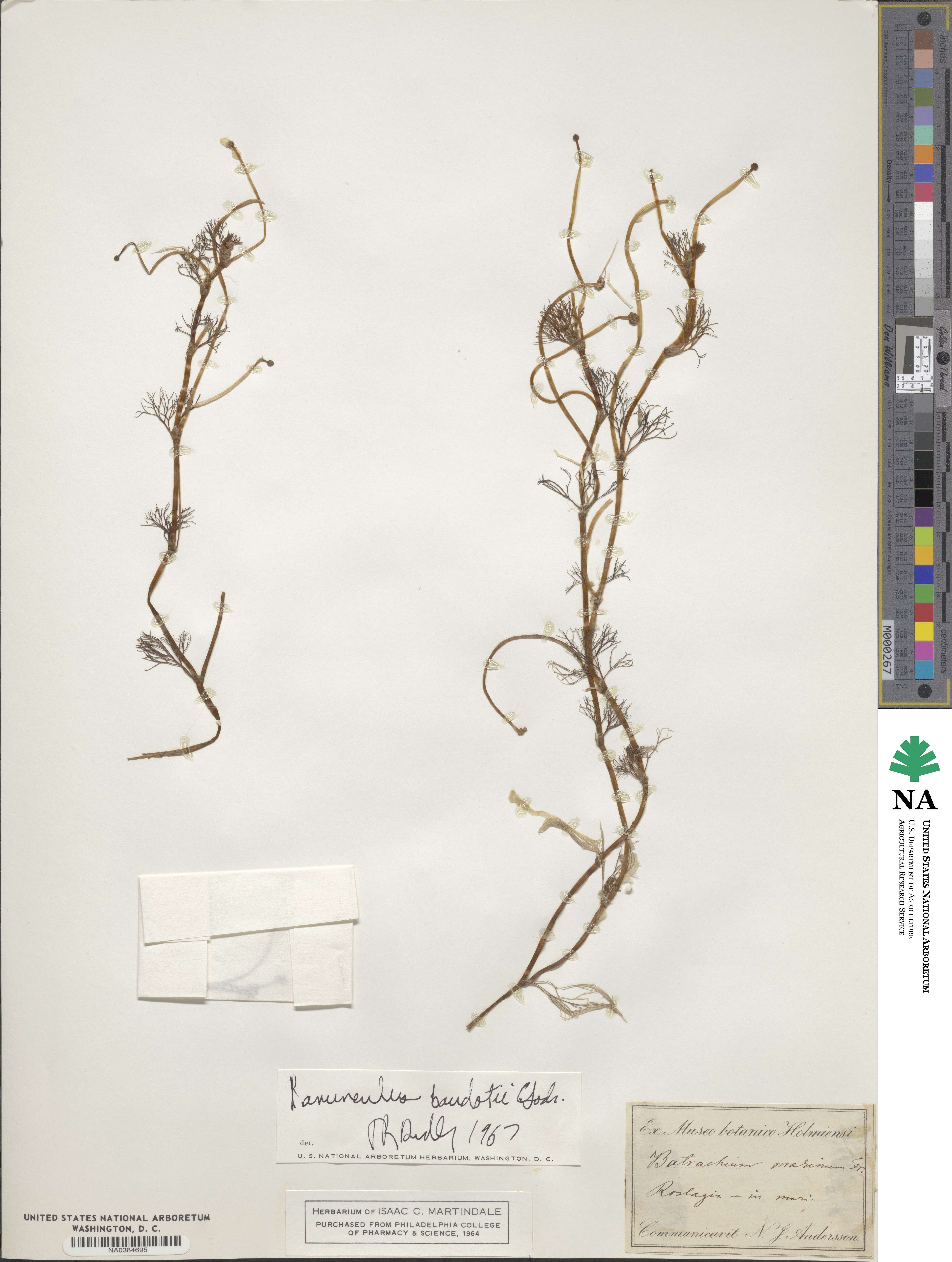 Ranunculus peltatus image