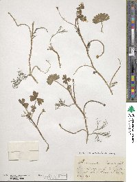 Ranunculus peltatus image