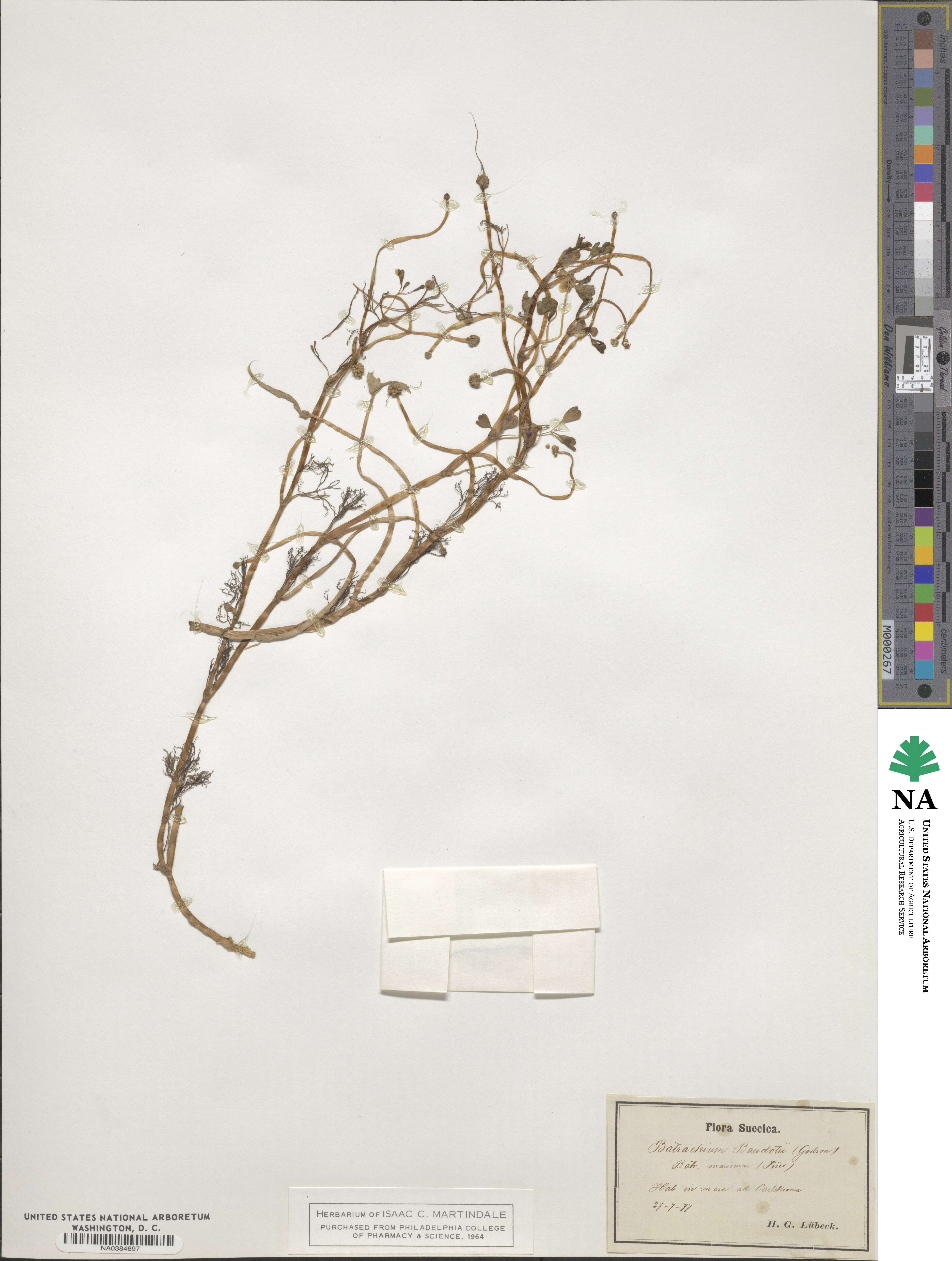 Ranunculus peltatus subsp. baudotii image
