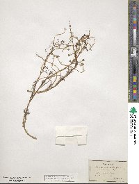 Ranunculus peltatus image