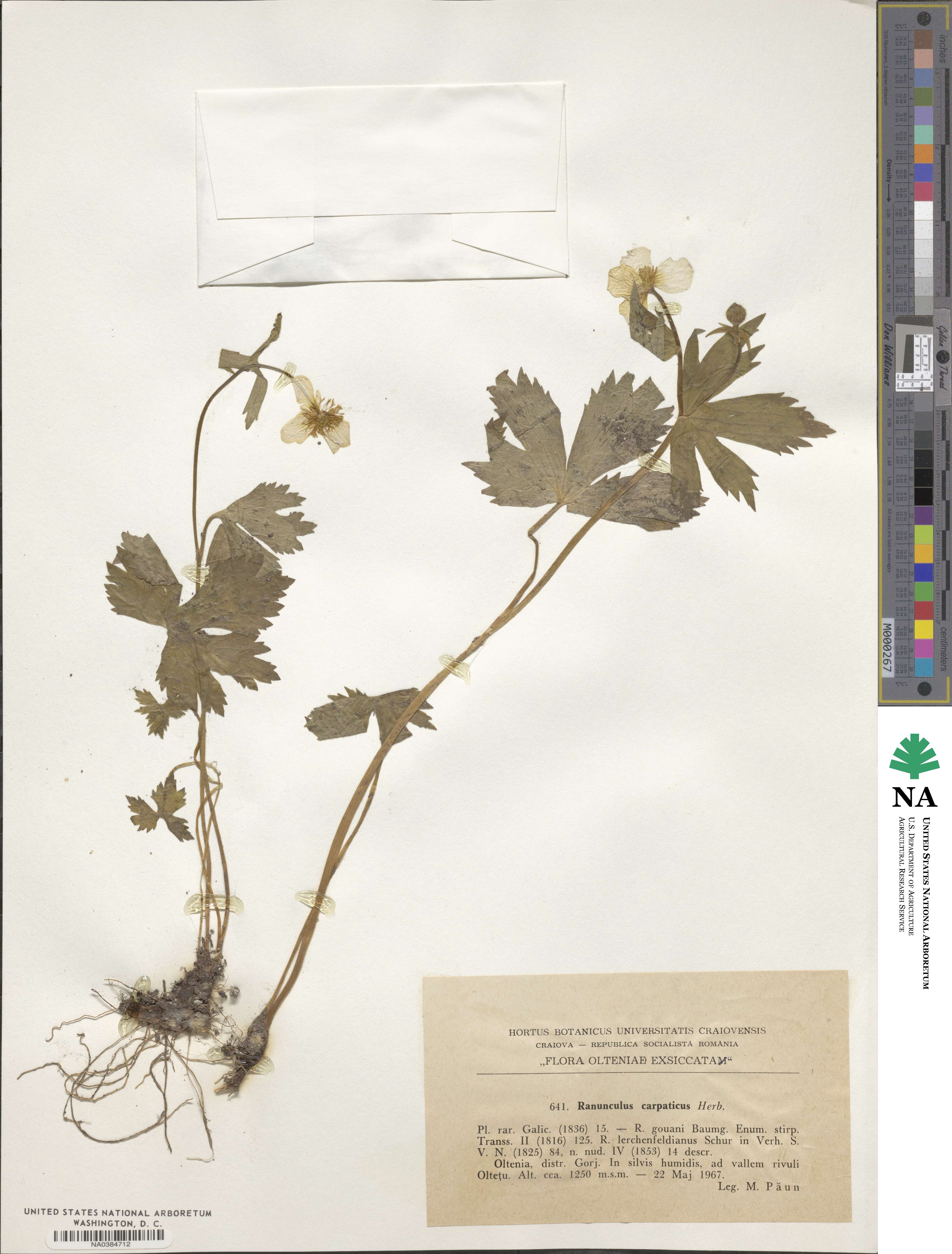 Ranunculus carpaticus image