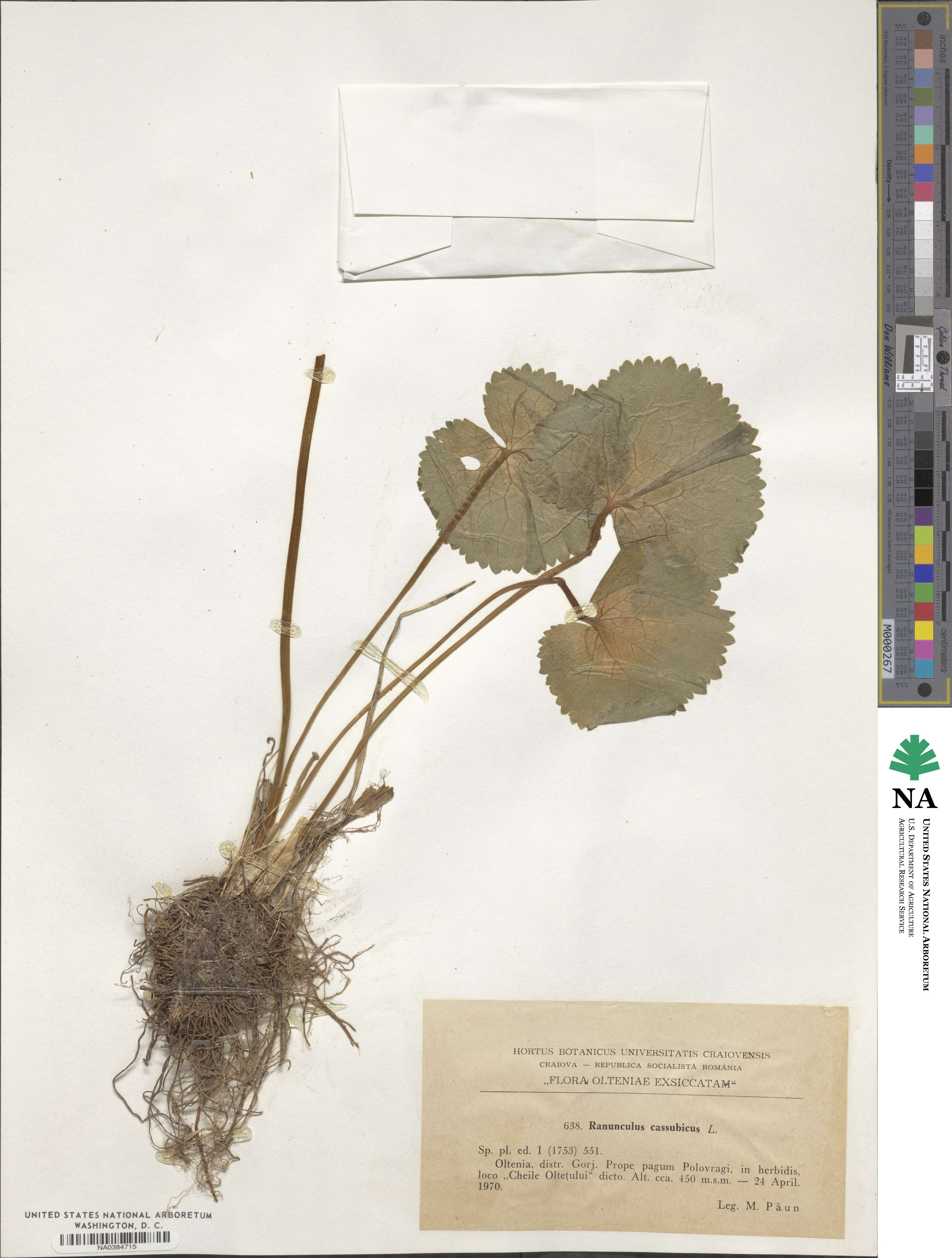 Ranunculus cassubicus image