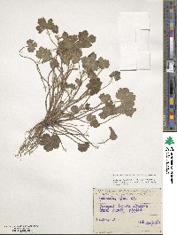 Ranunculus chius image