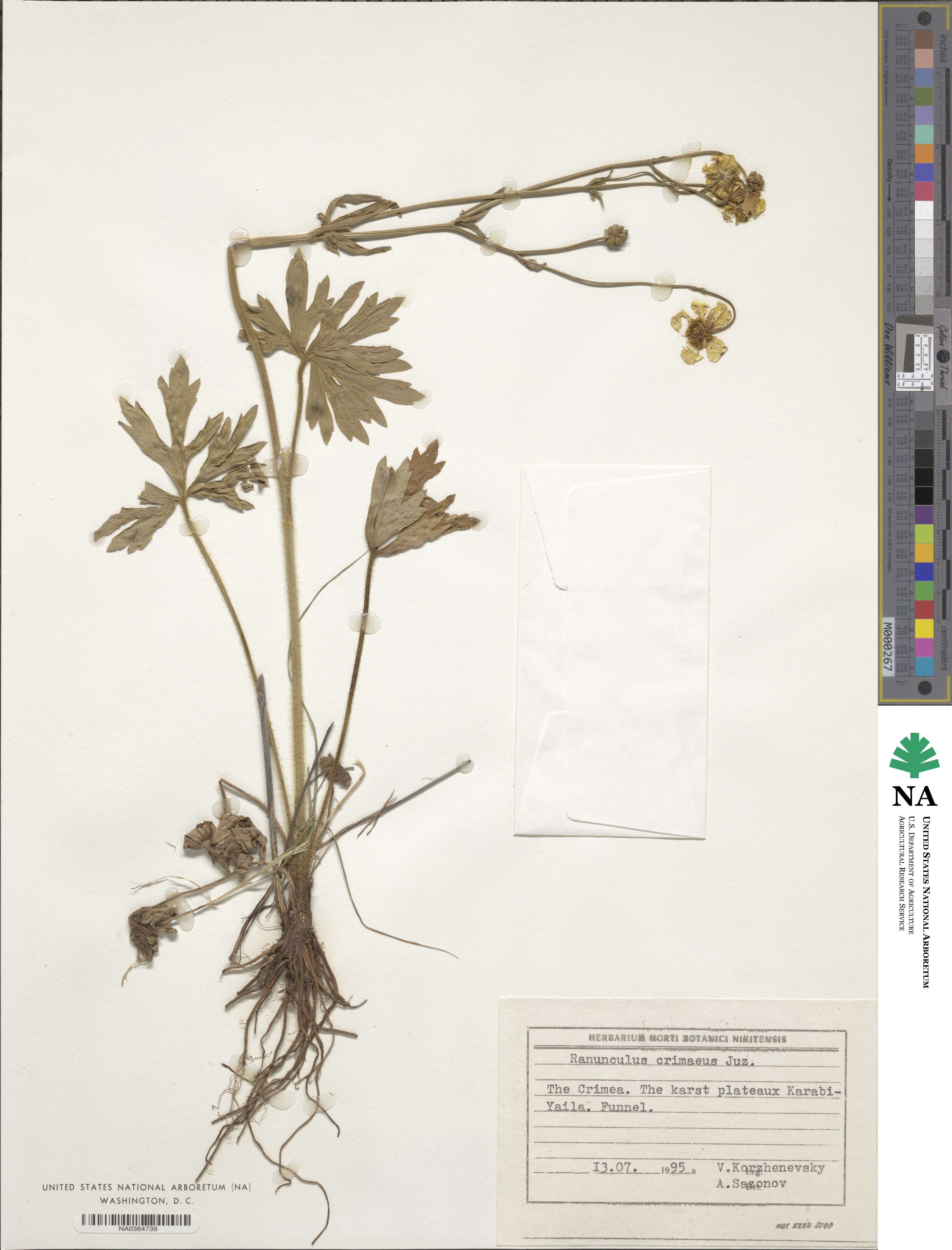 Ranunculus brutius subsp. crimaeus image