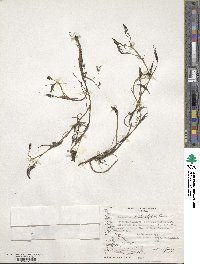 Ranunculus trichophyllus image