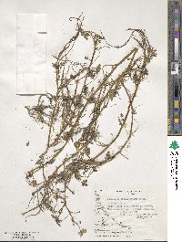 Ranunculus trichophyllus image