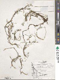 Ranunculus trichophyllus image