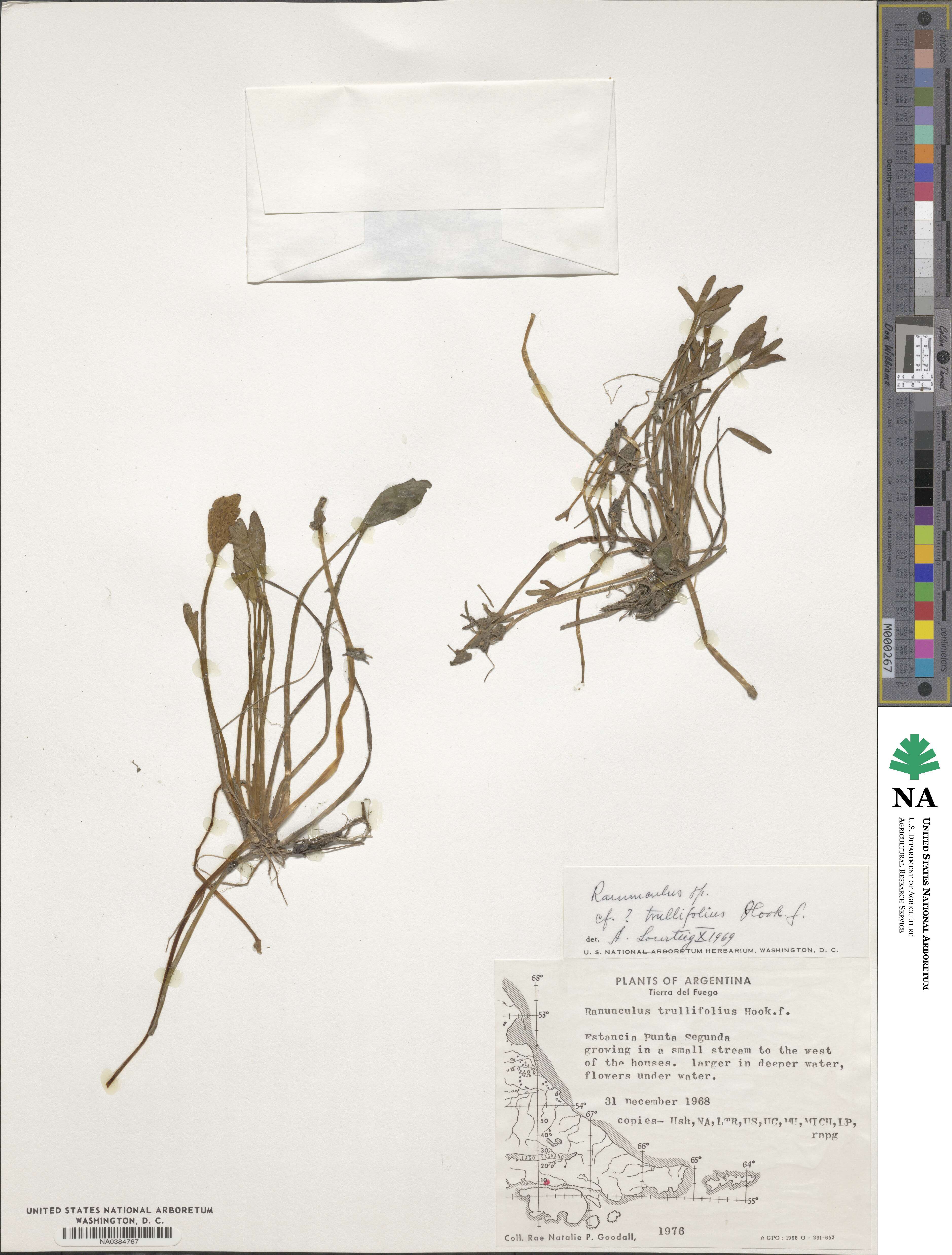 Ranunculus trullifolius image