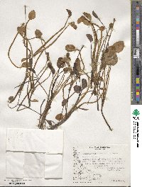 Ranunculus uniflorus image
