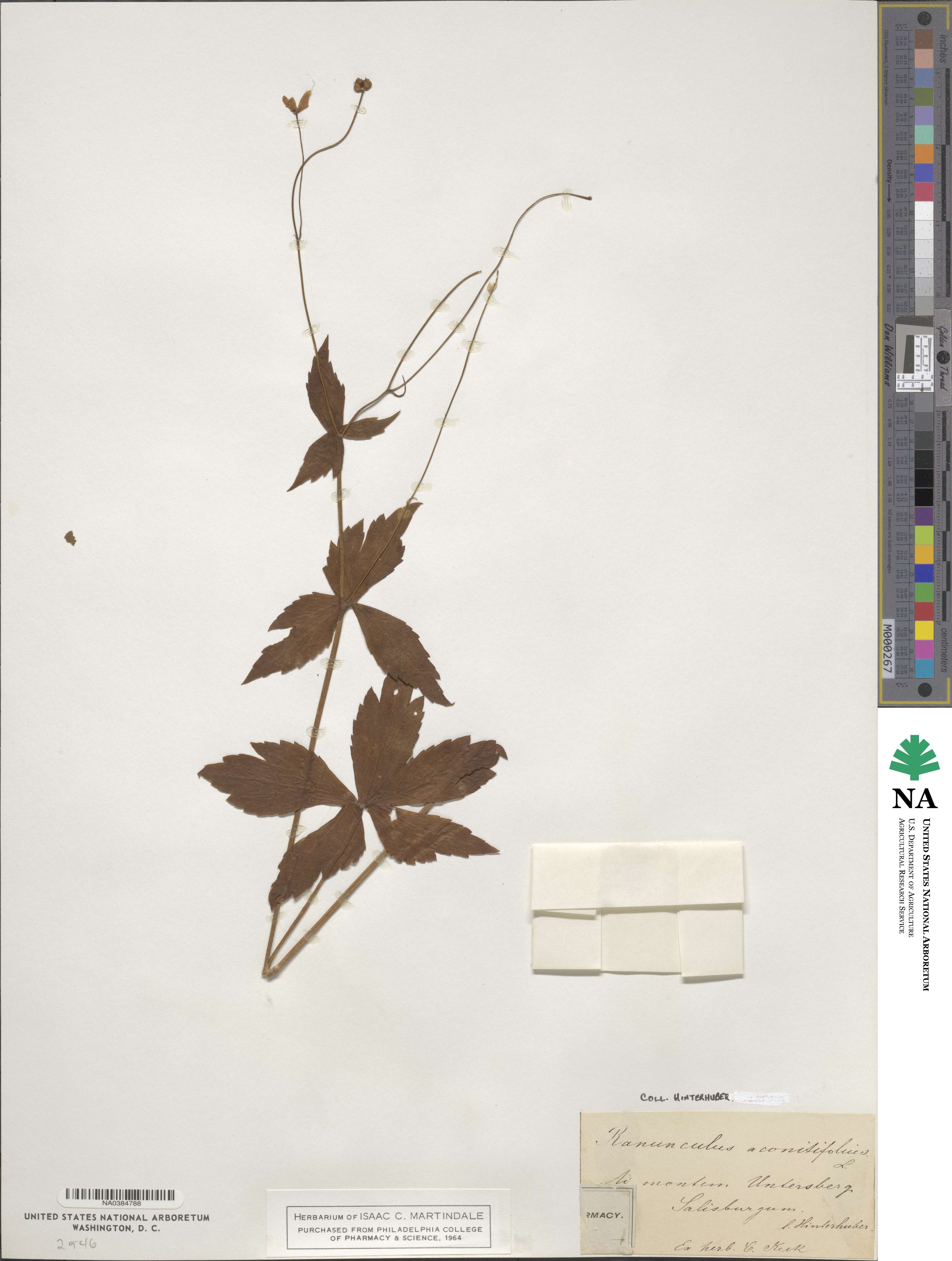Ranunculus aconitifolius image