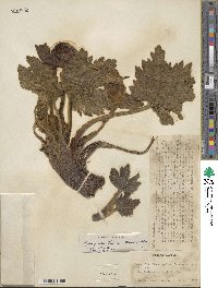 Krapfia ranunculina image