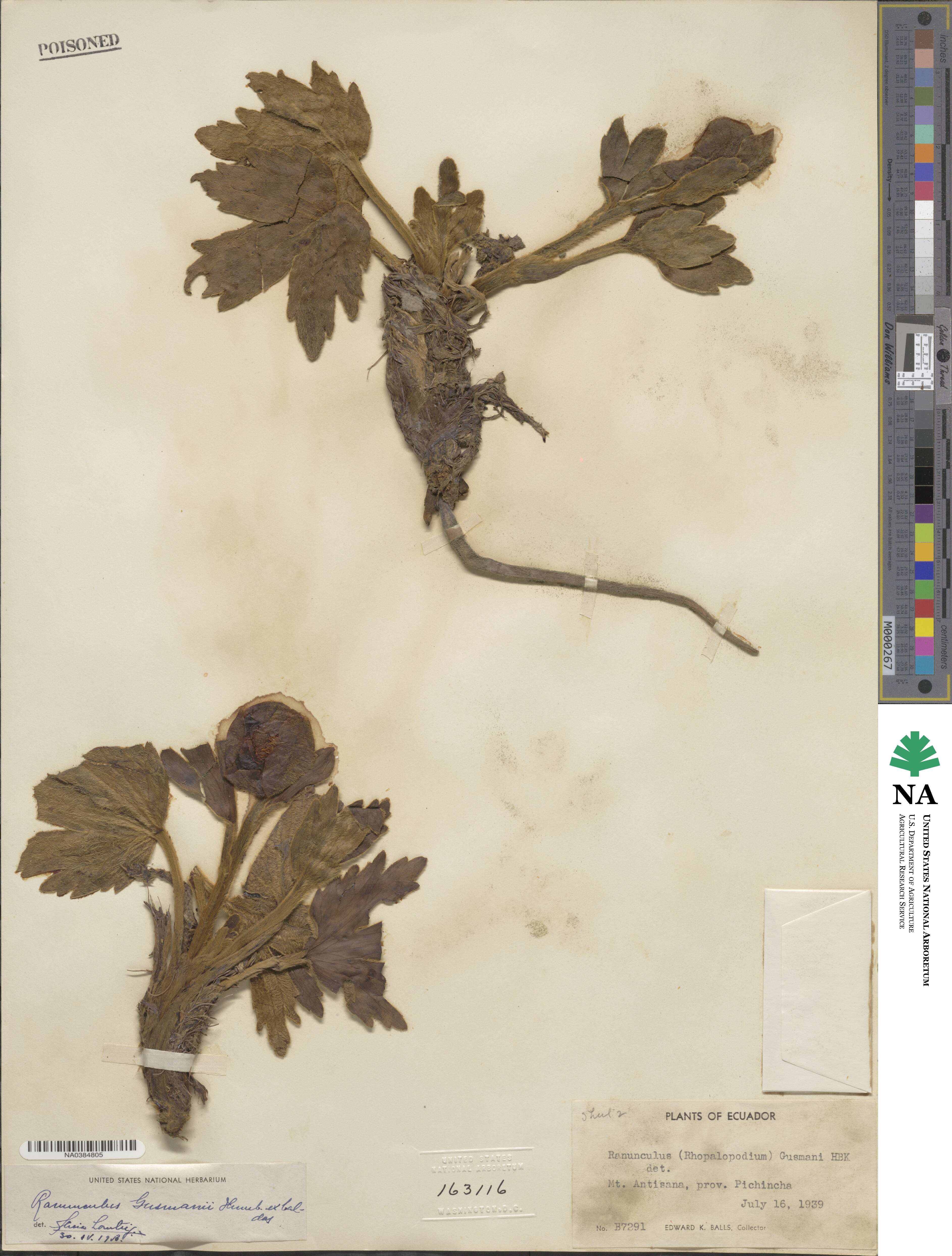 Krapfia ranunculina image