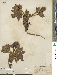 Krapfia ranunculina image