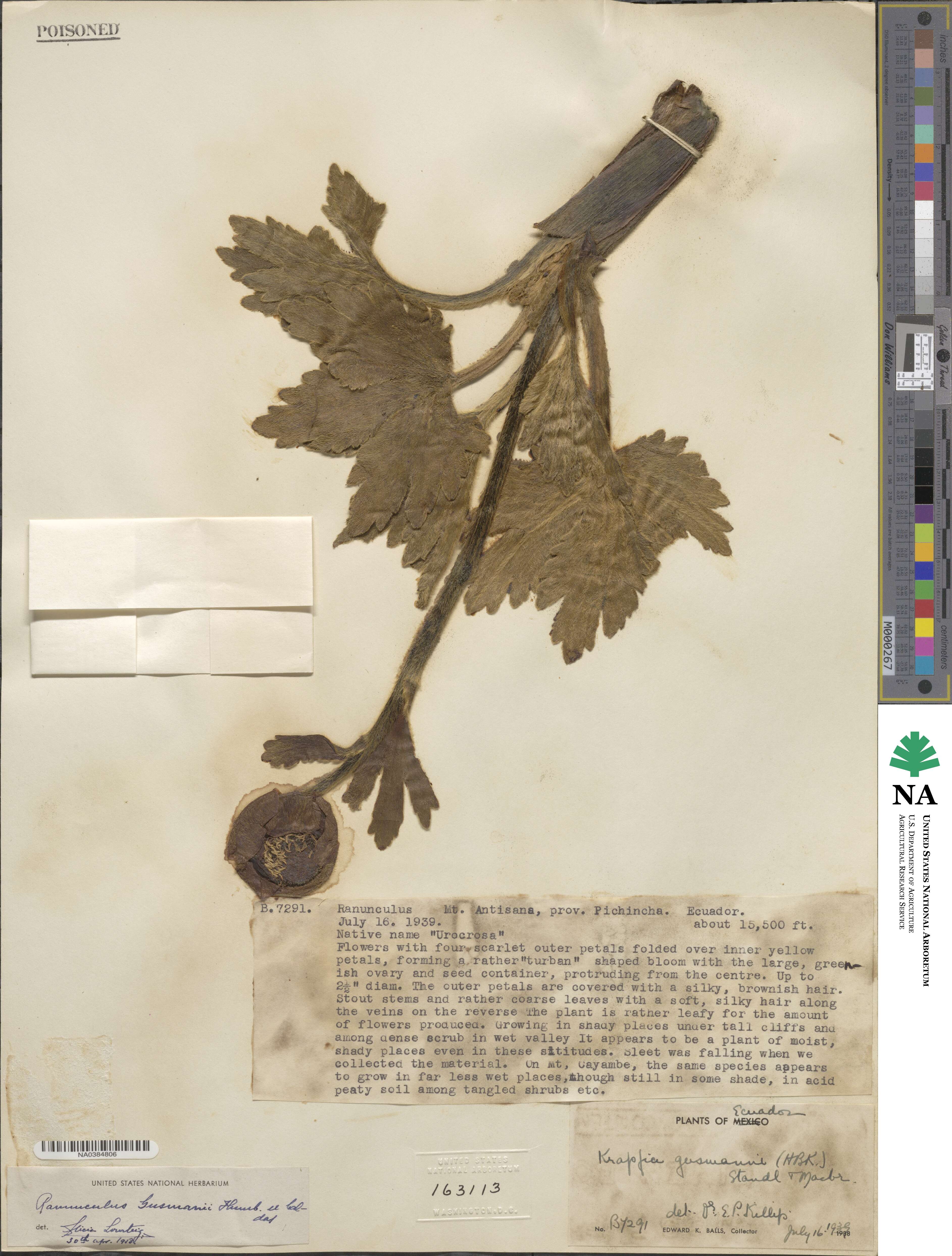 Krapfia ranunculina image