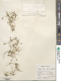 Ranunculus hydrophilus image