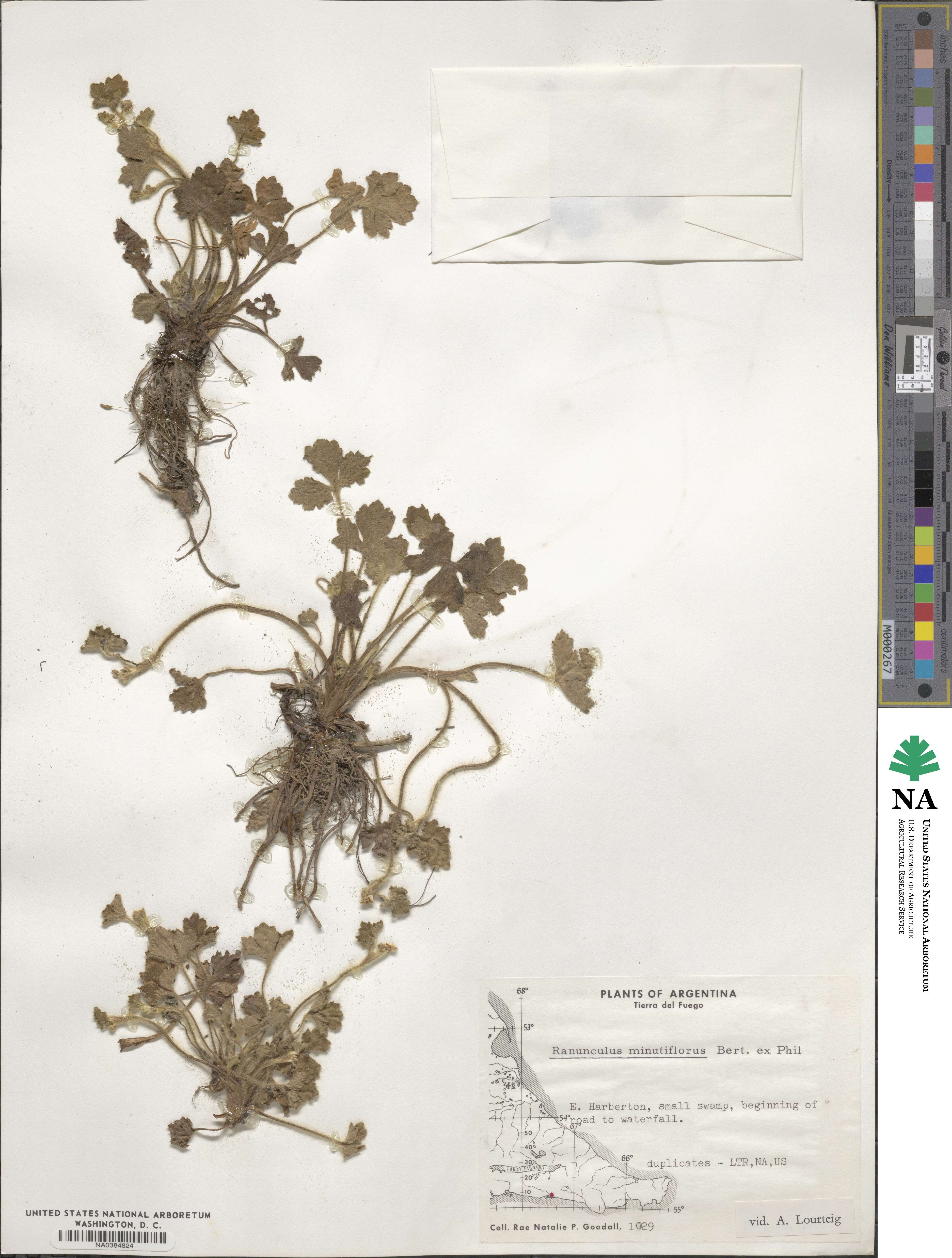 Ranunculus minutiflorus image