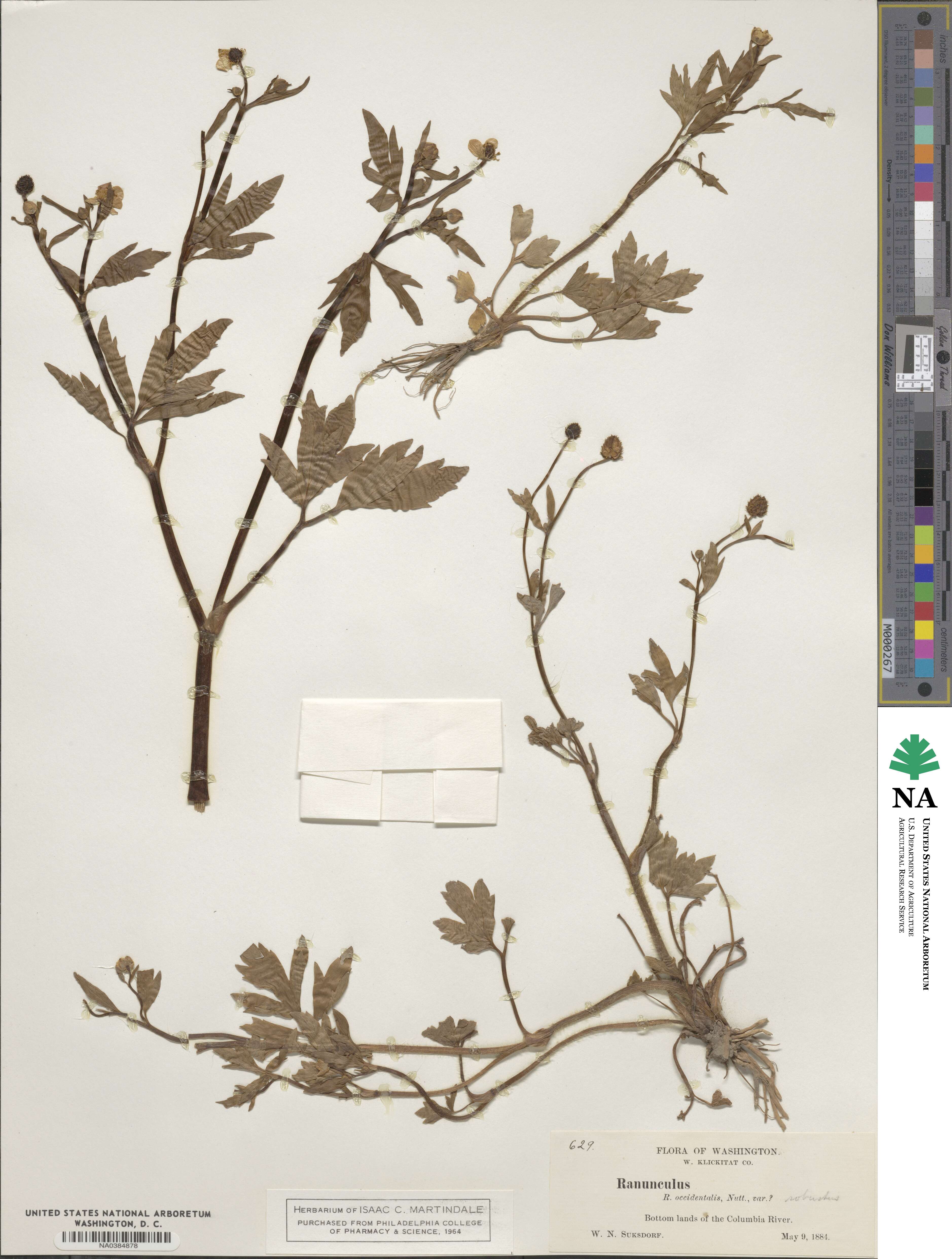 Ranunculus occidentalis image