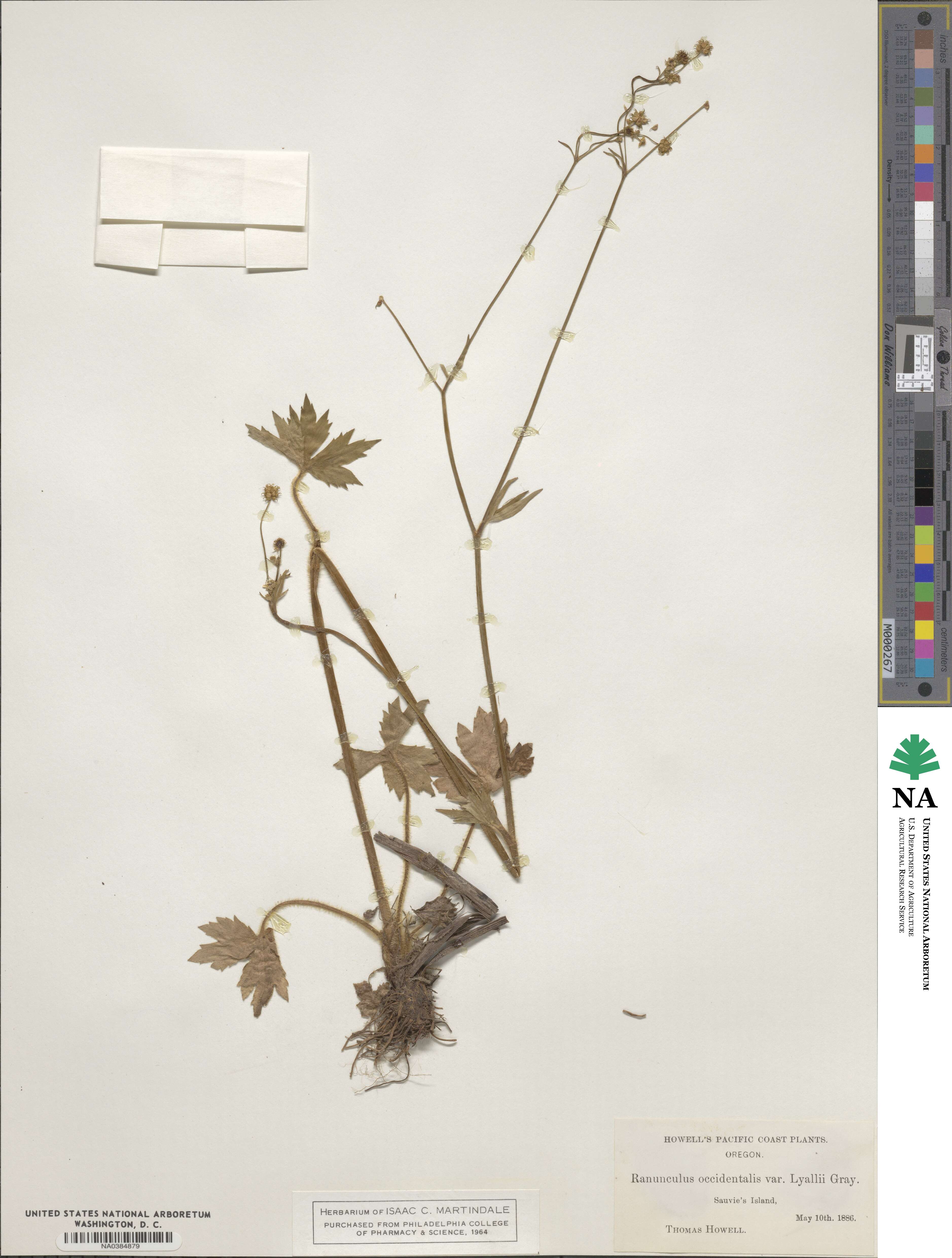 Ranunculus occidentalis image