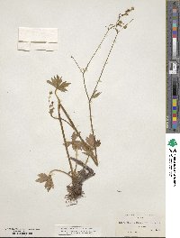 Ranunculus occidentalis image