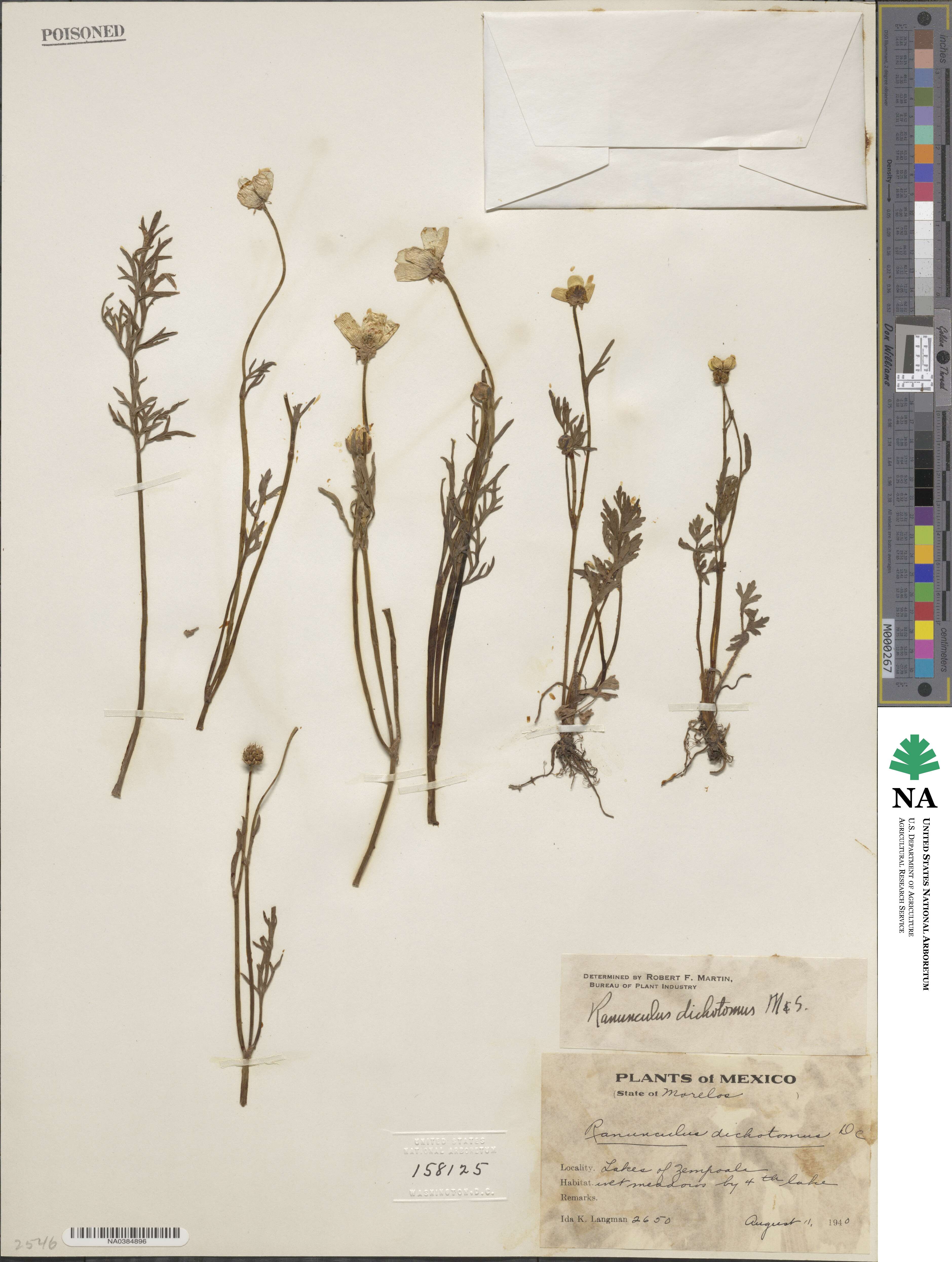 Ranunculus dichotomus image
