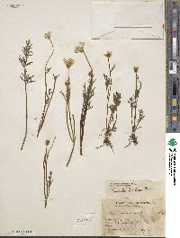 Ranunculus dichotomus image