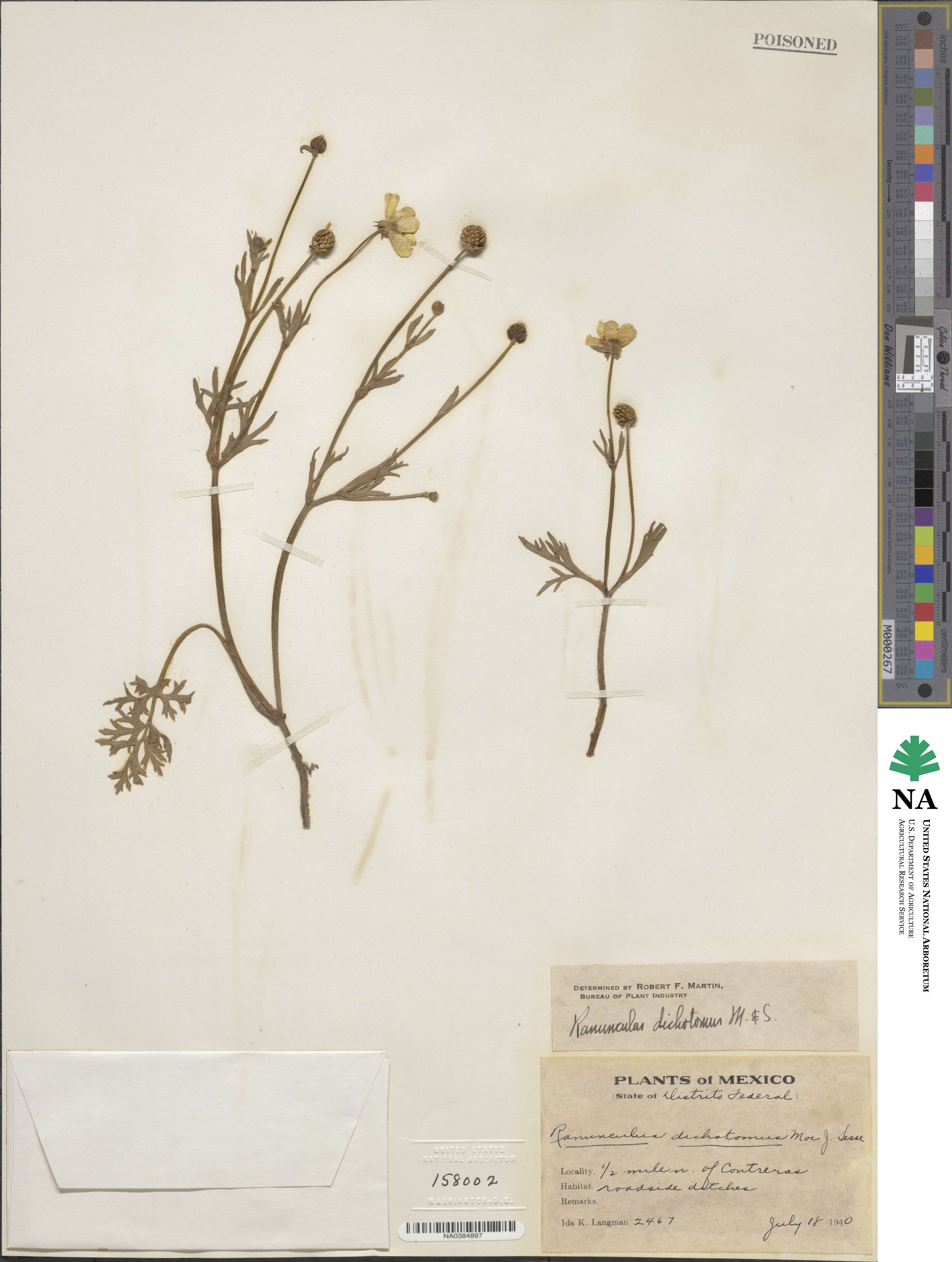 Ranunculus dichotomus image