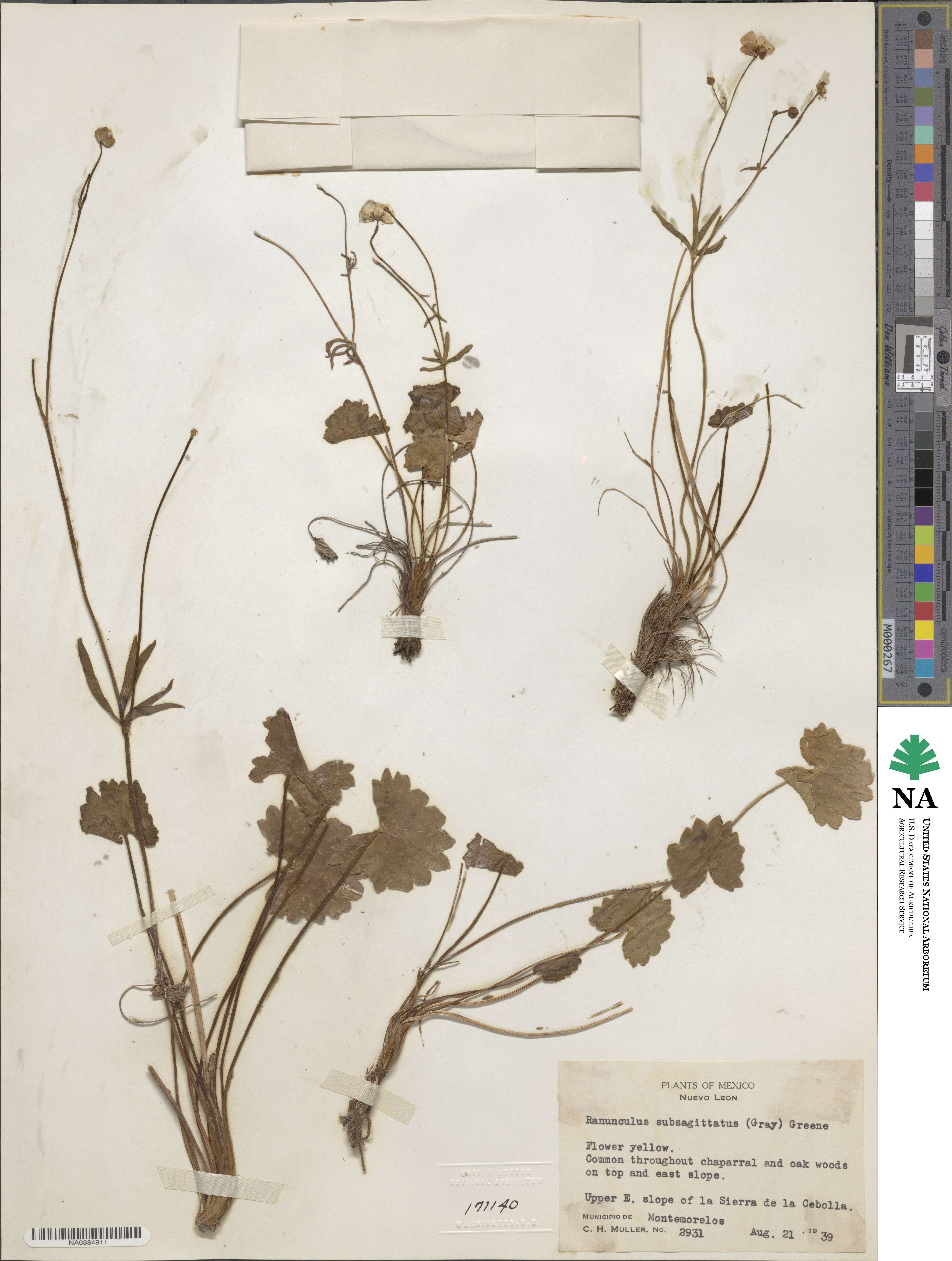 Ranunculus cardiophyllus image