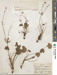 Ranunculus cardiophyllus image