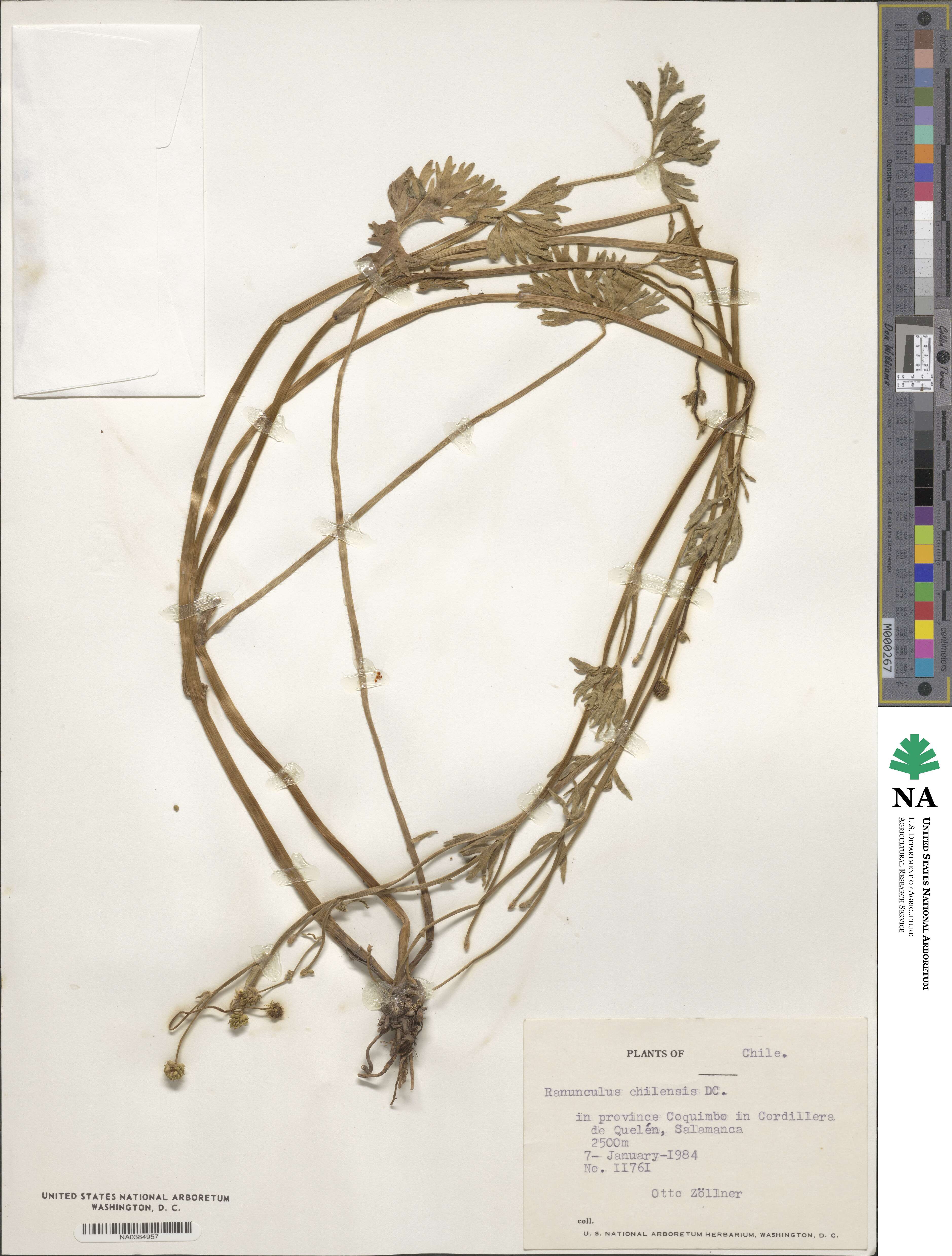 Ranunculus chilensis image