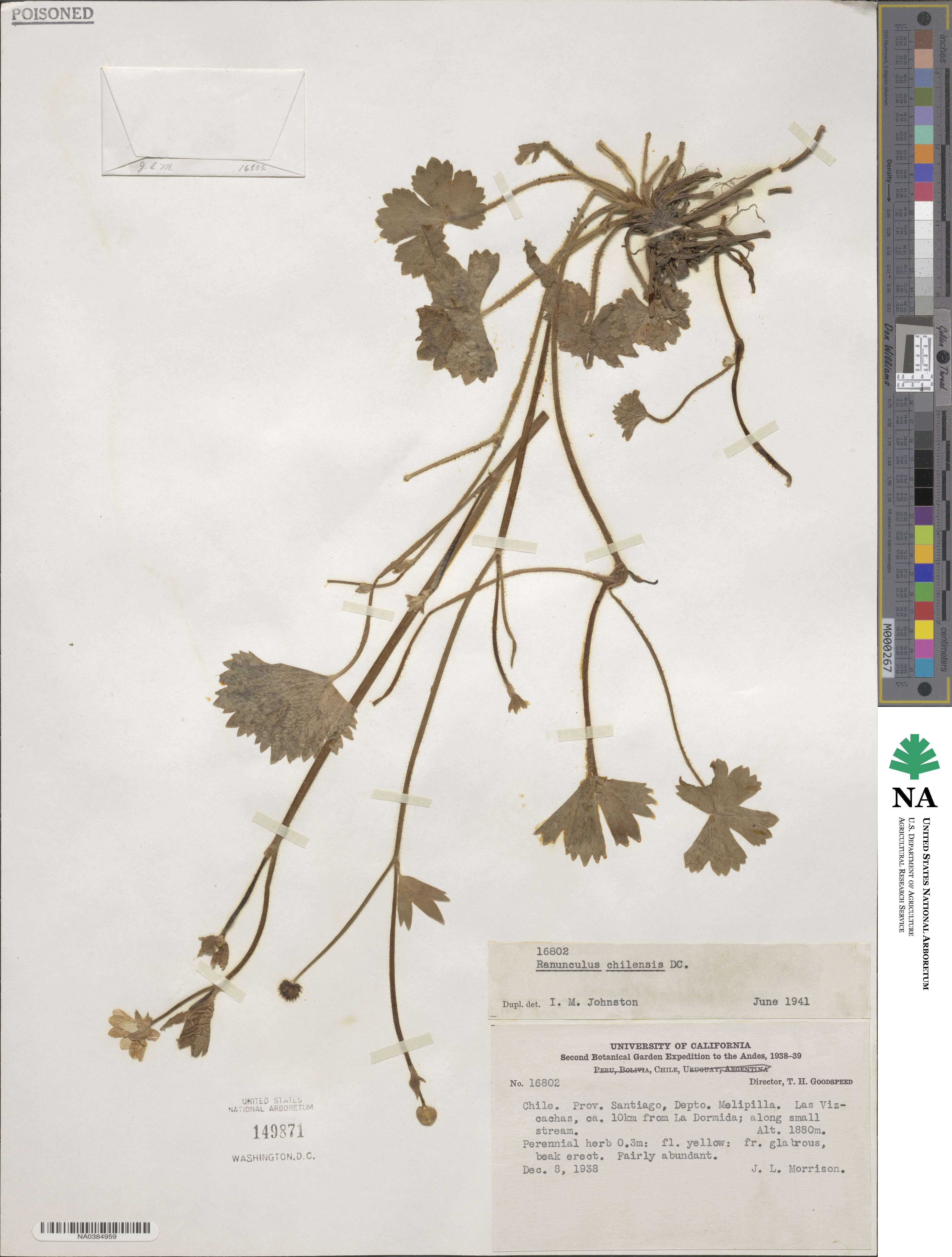 Ranunculus chilensis image