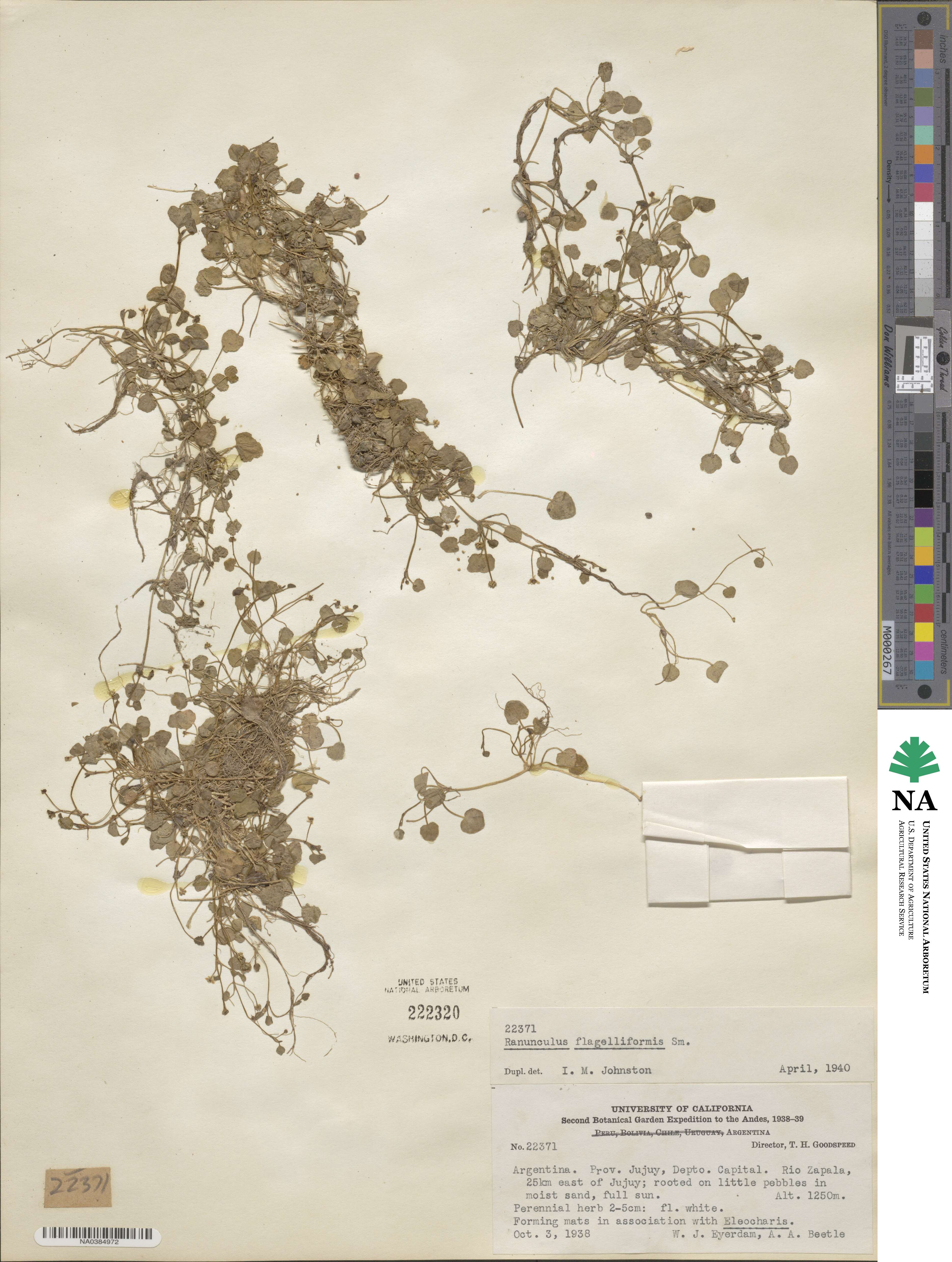 Ranunculus flagelliformis image