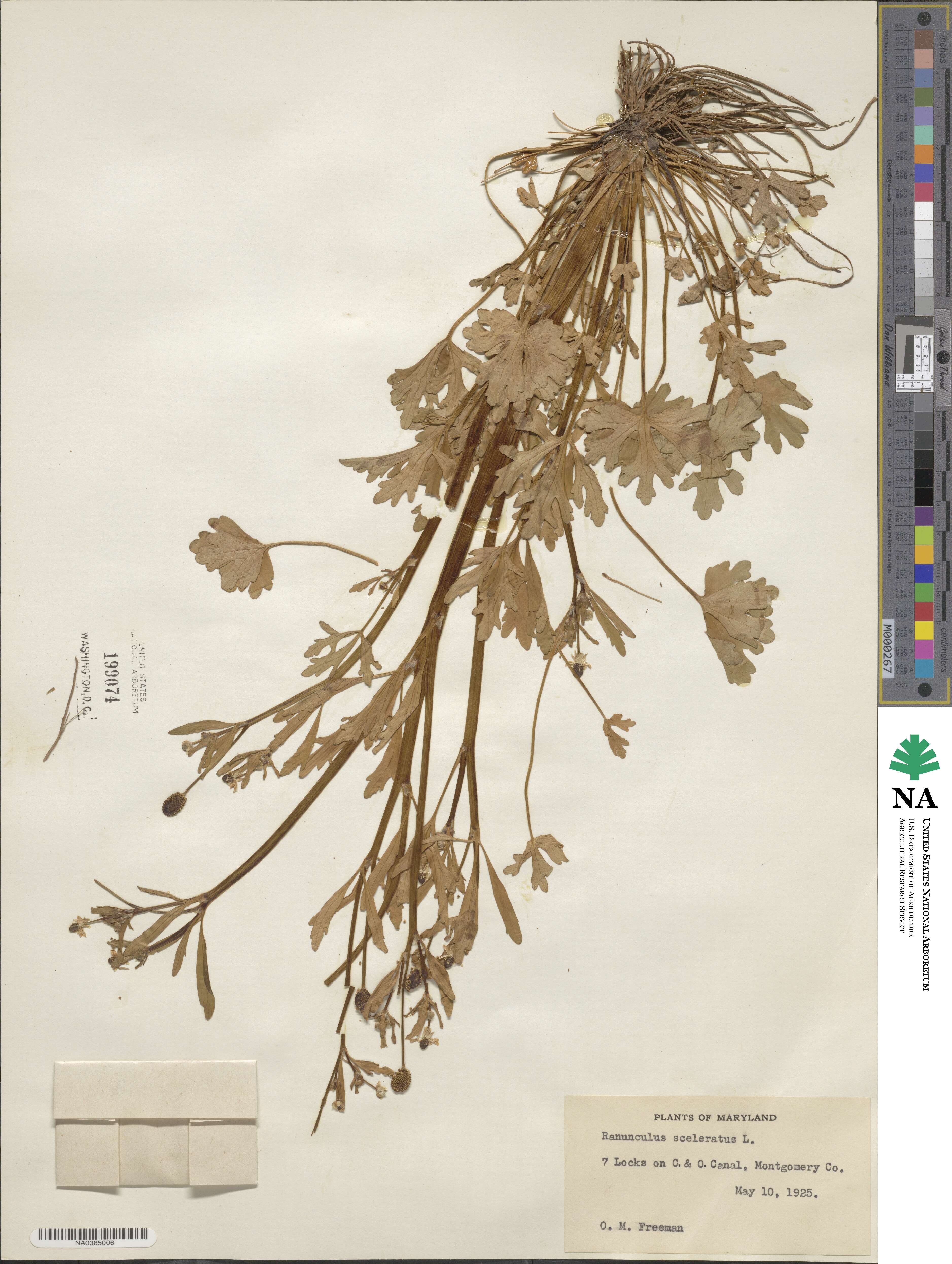 Ranunculus sceleratus image